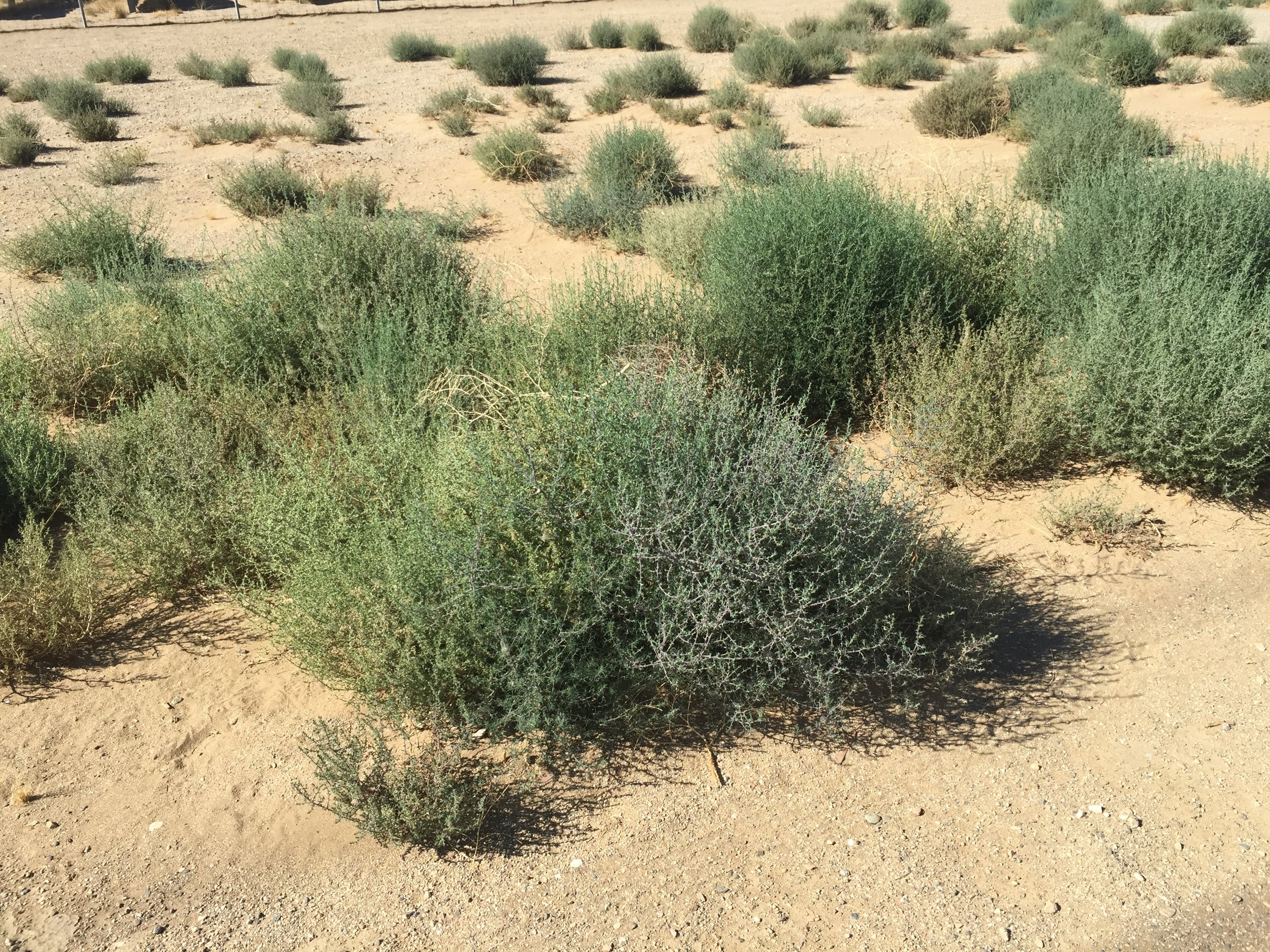  Plants growing in a open area 