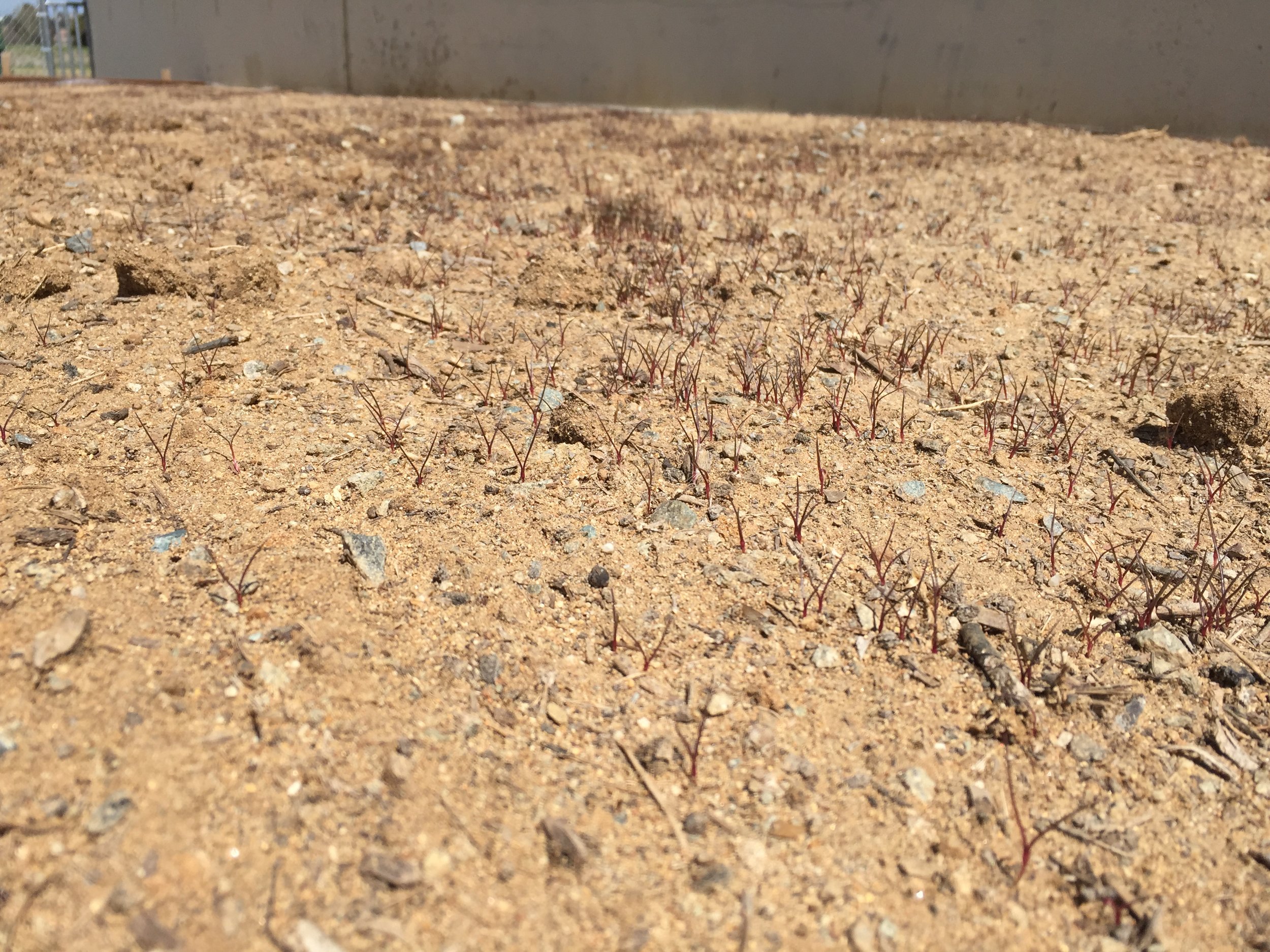  Russian thistle seedlings soon after emergence 