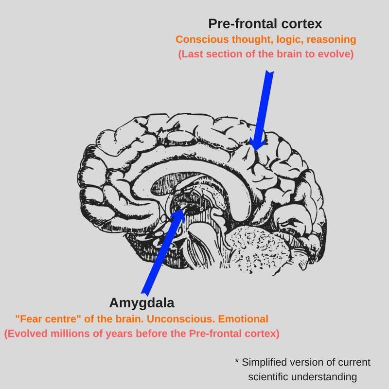 Danger Perception News Market Brain Diagram.png