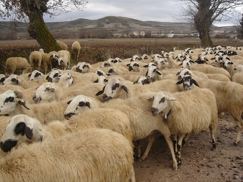 Media Hierarchy Sheep.jpeg