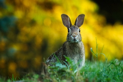 This rabbit is demonstrating the “orienting response” as it spots a novel stimulus in the enviroment
