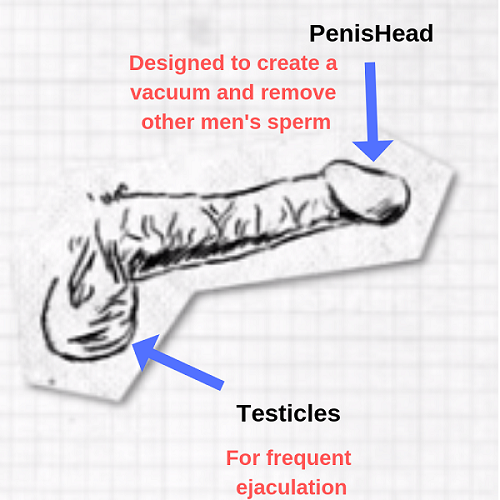 How the media shaped your idea of love penis diagram.png