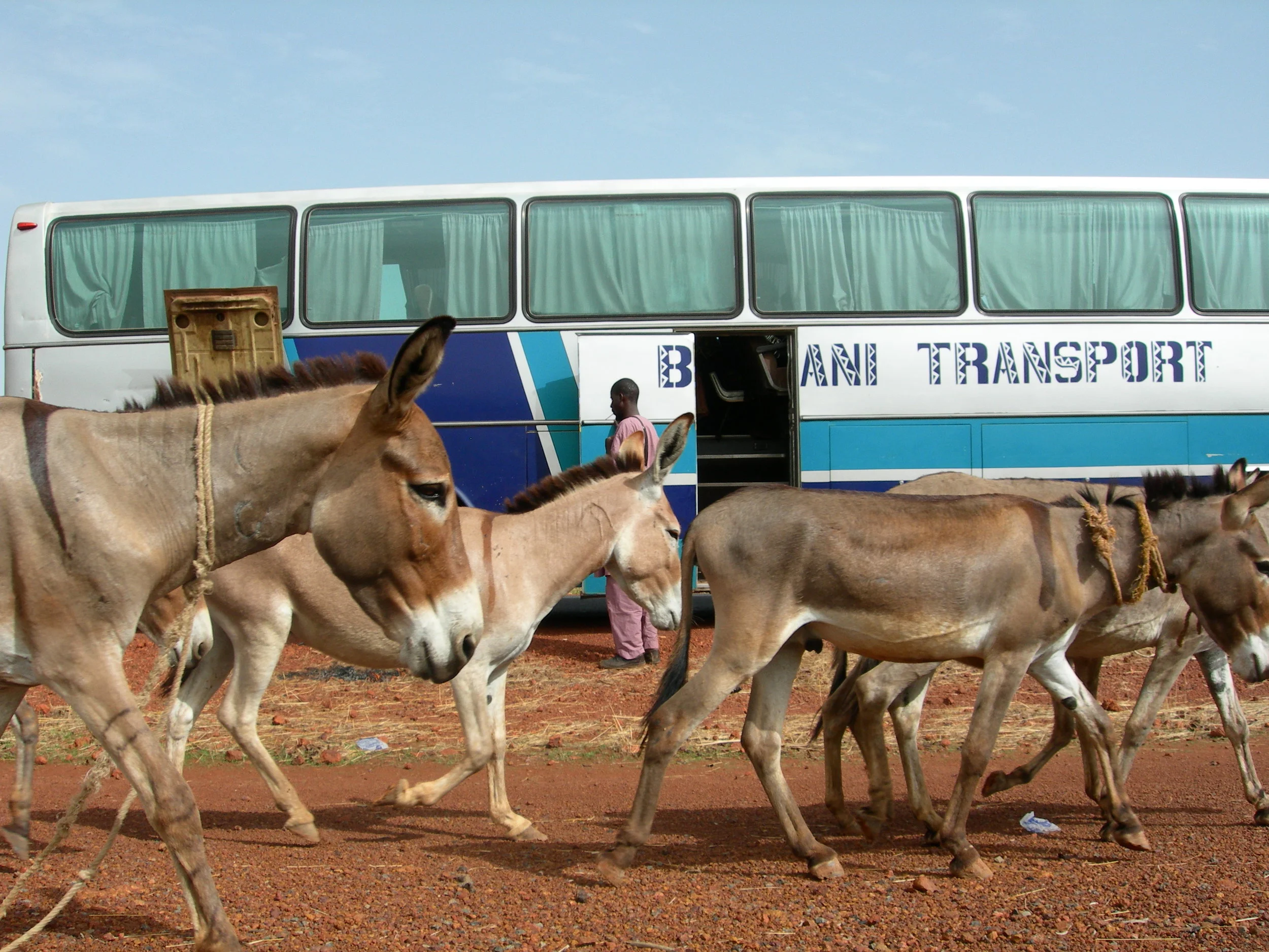 donkeys.JPG