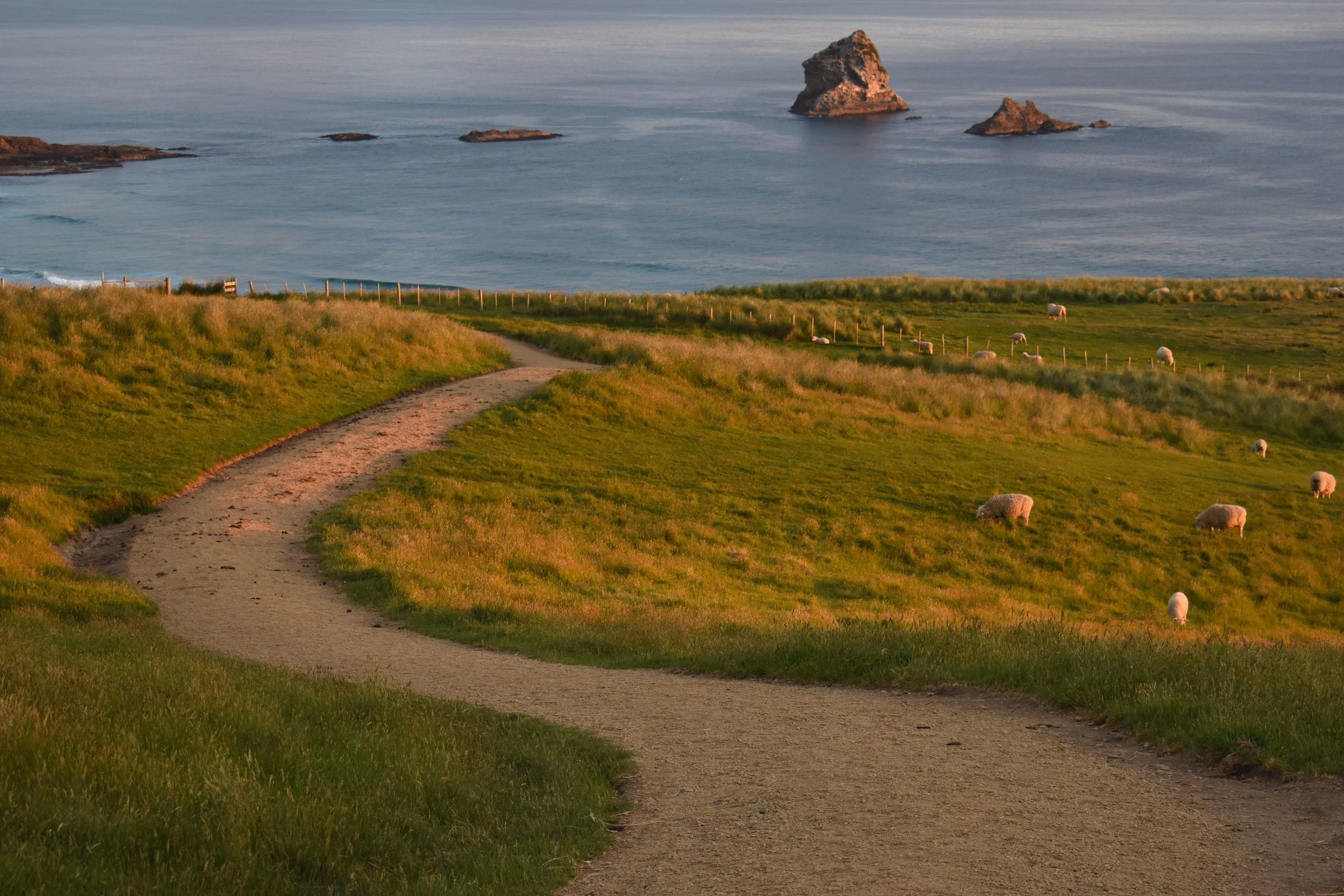 Dunedin/ Otago Peninsula