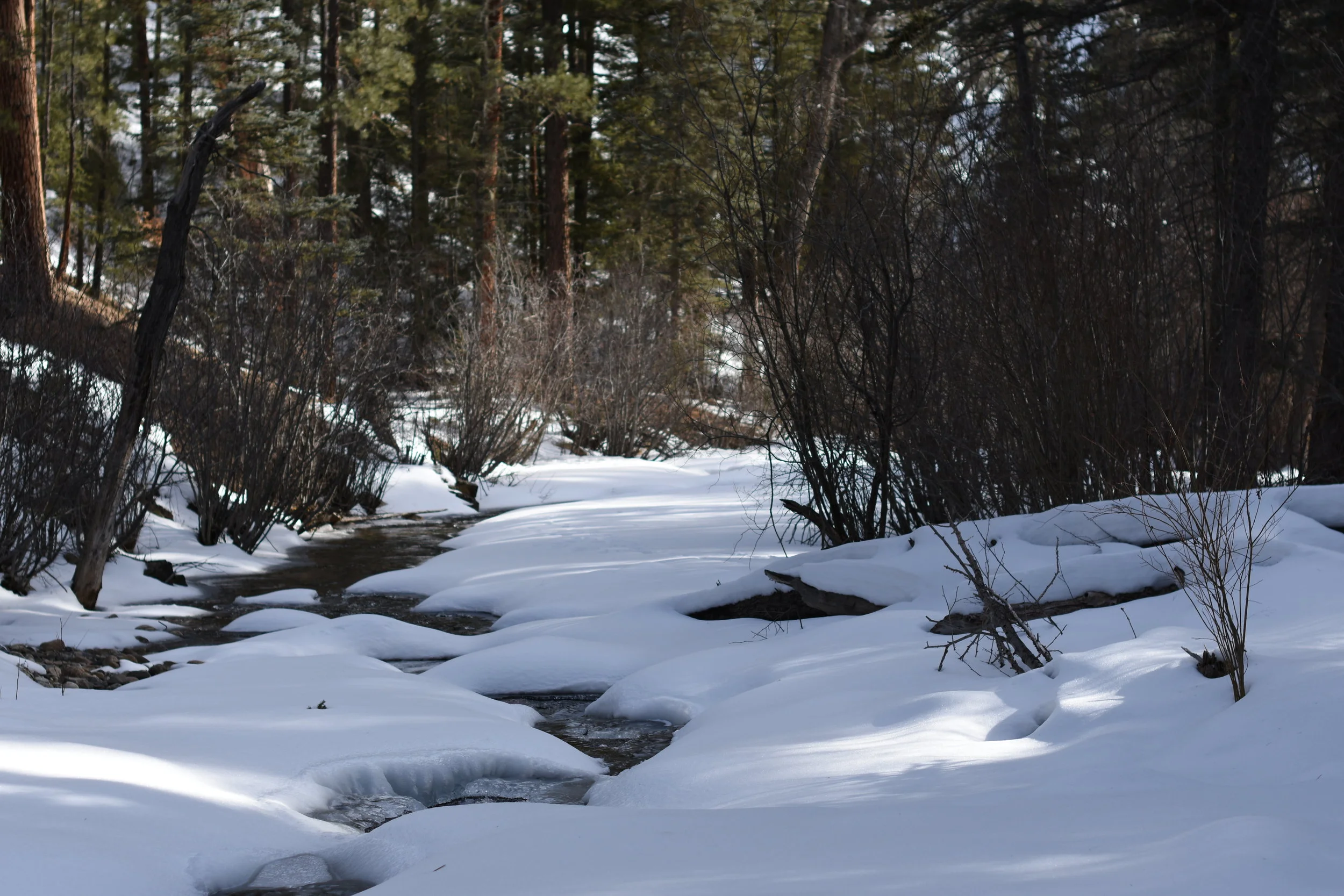WINTER RAVENS SOUNDSCAPE