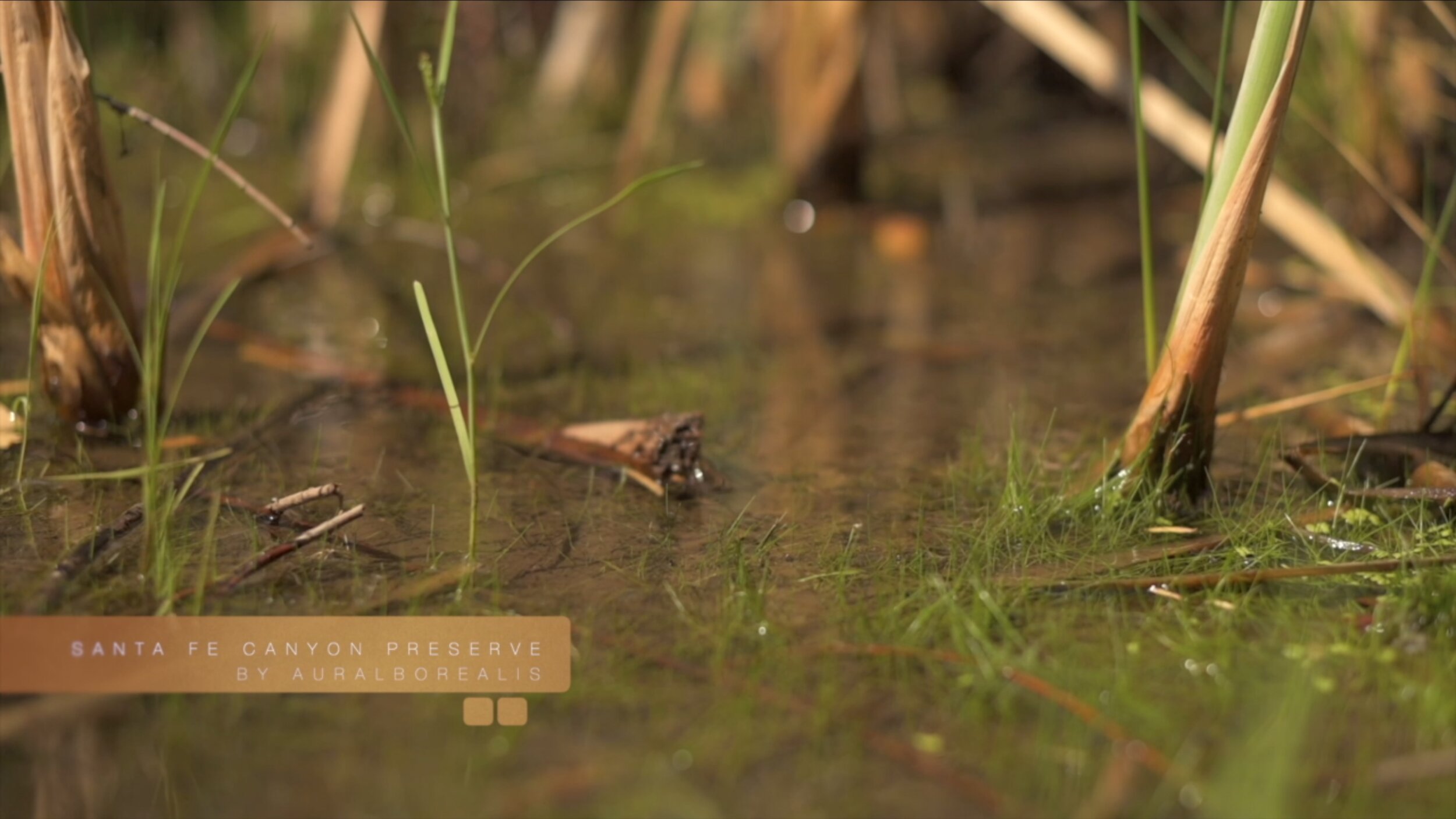 Sights and sounds of Santa Fe Canyon Preserve