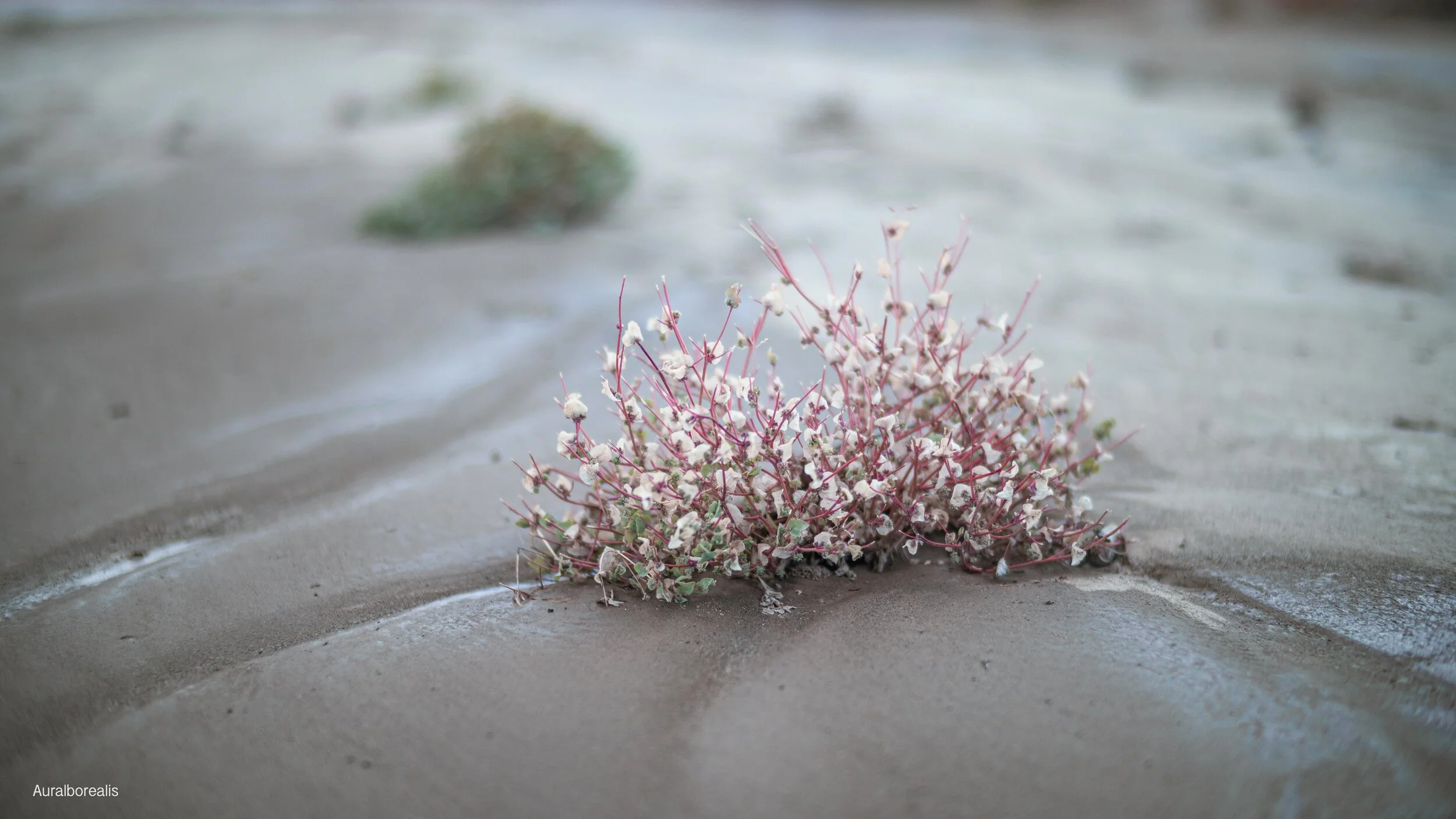 De-Na-Zin Wilderness