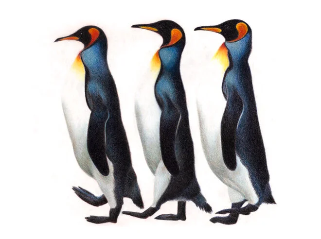 Penguin March | Colored Pencils 14 x 12”