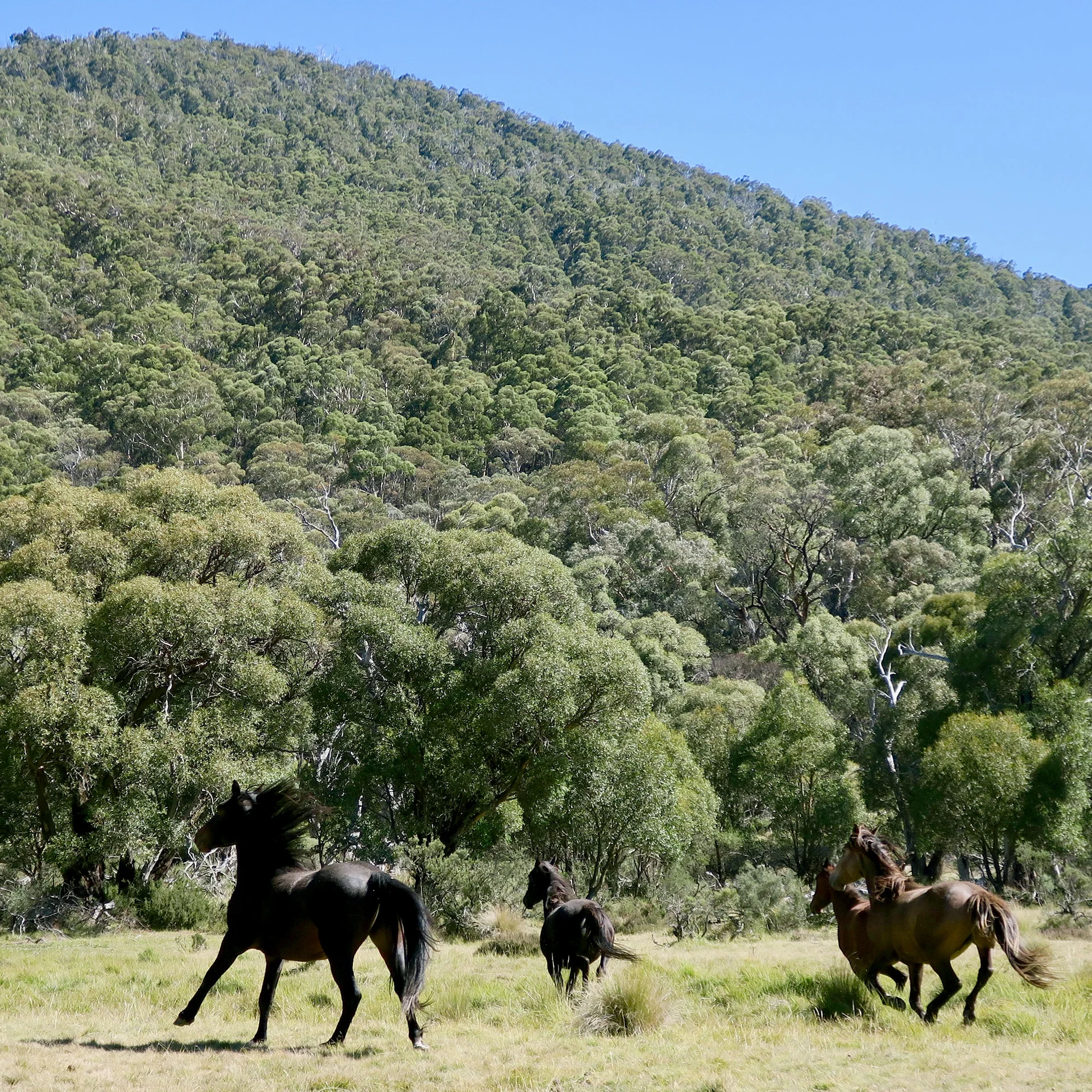 tfsl_brumbies.jpg