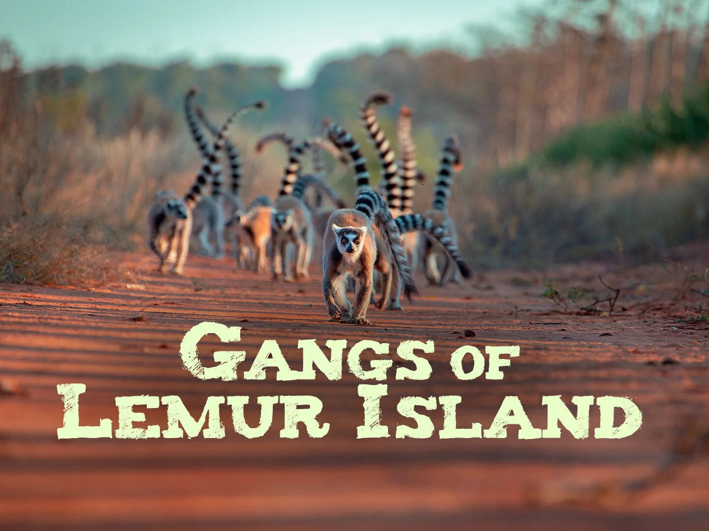 Gangs of Lemur Island - True To Nature