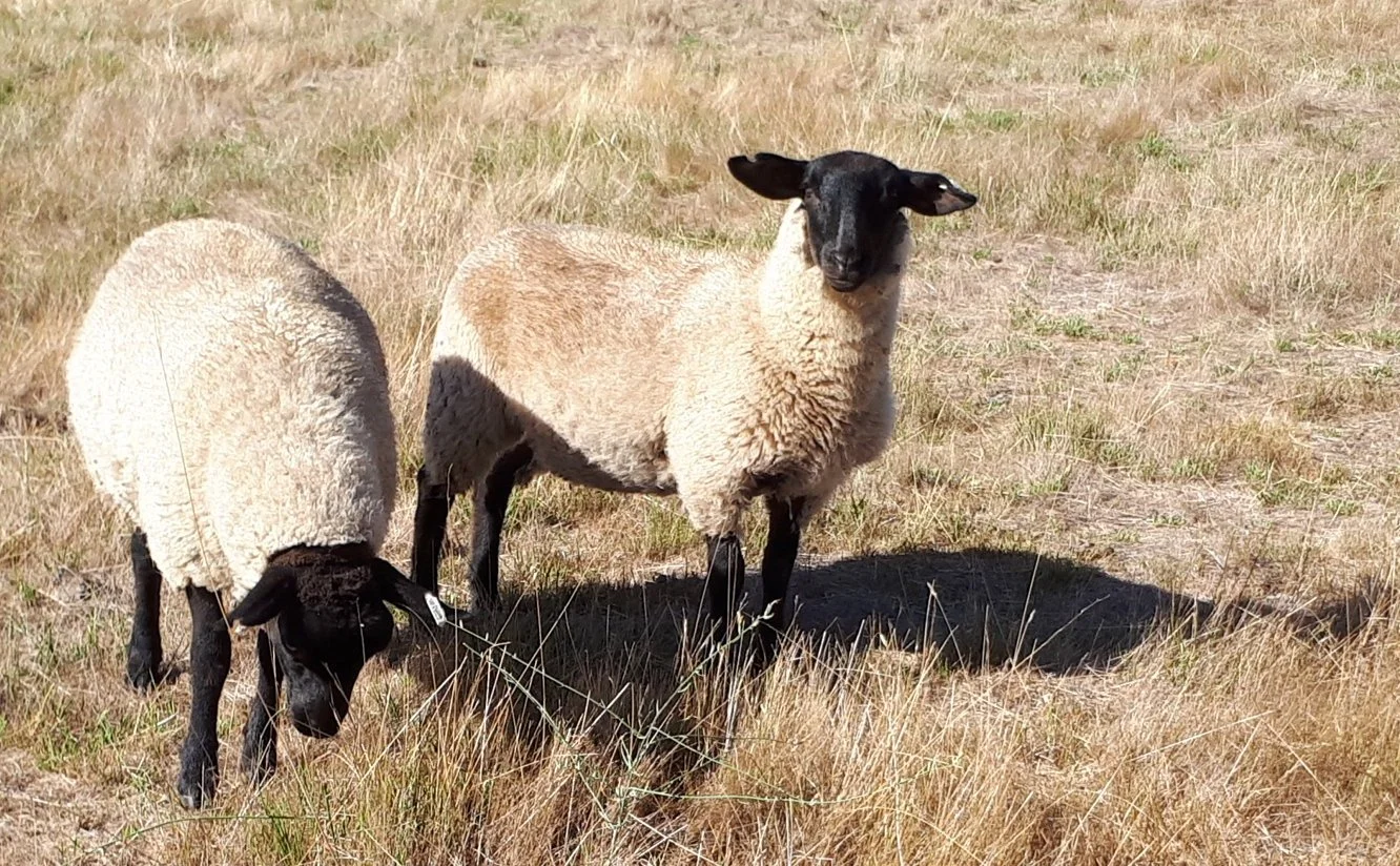 sheep.jpg