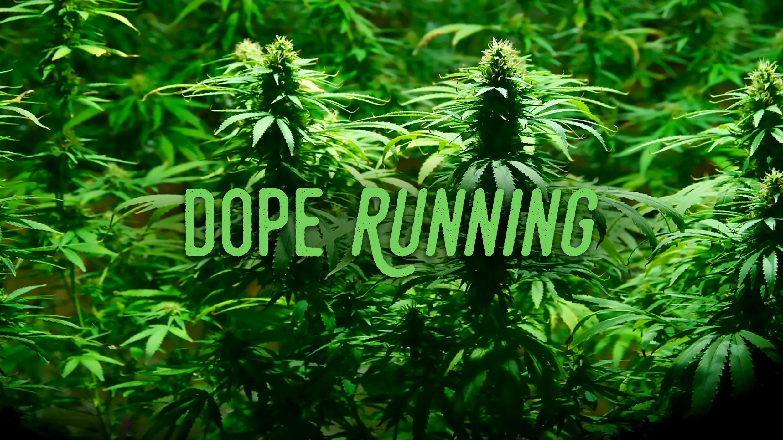 Dope-Running-Synopsis-Image-1.jpg