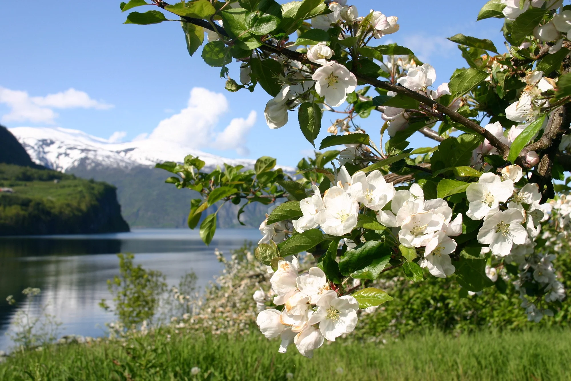 Fruktblomstring ved Sognefjorden