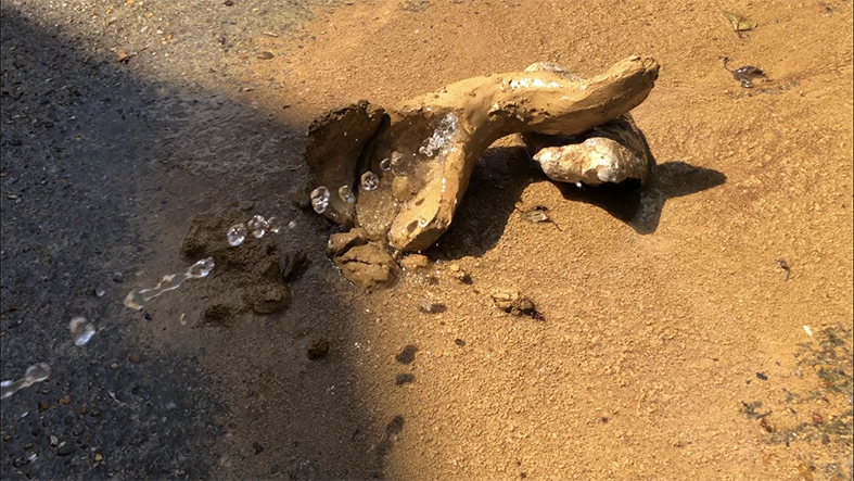 I will live forever - Philippe Bemberg 