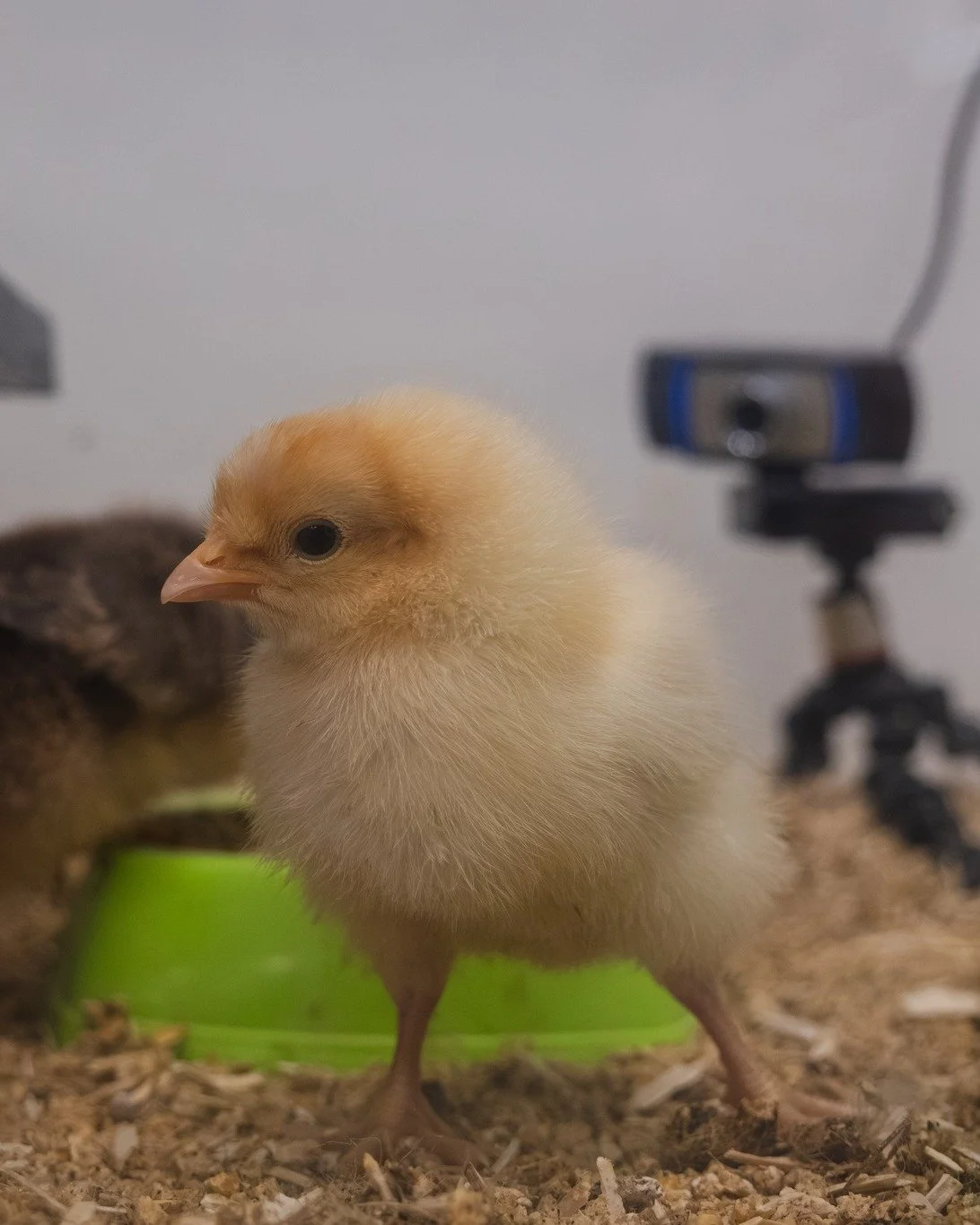 Netchix had Seton hooked last week. Streaming live from our Science Lab, students and staff watched five chicks hatch before their eyes, following every twist, turn and chirp of the season.

Meet the stars: Justin Bawkardo, Hen Solo, Henrietta, Chick