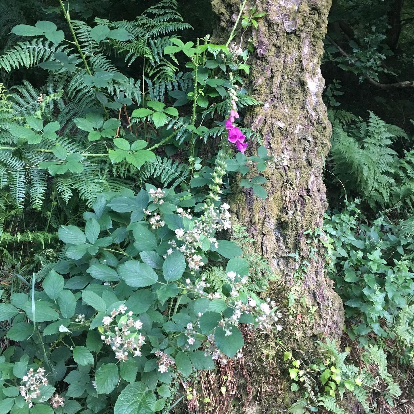 Last of the foxgloves #foxglove #alignednature