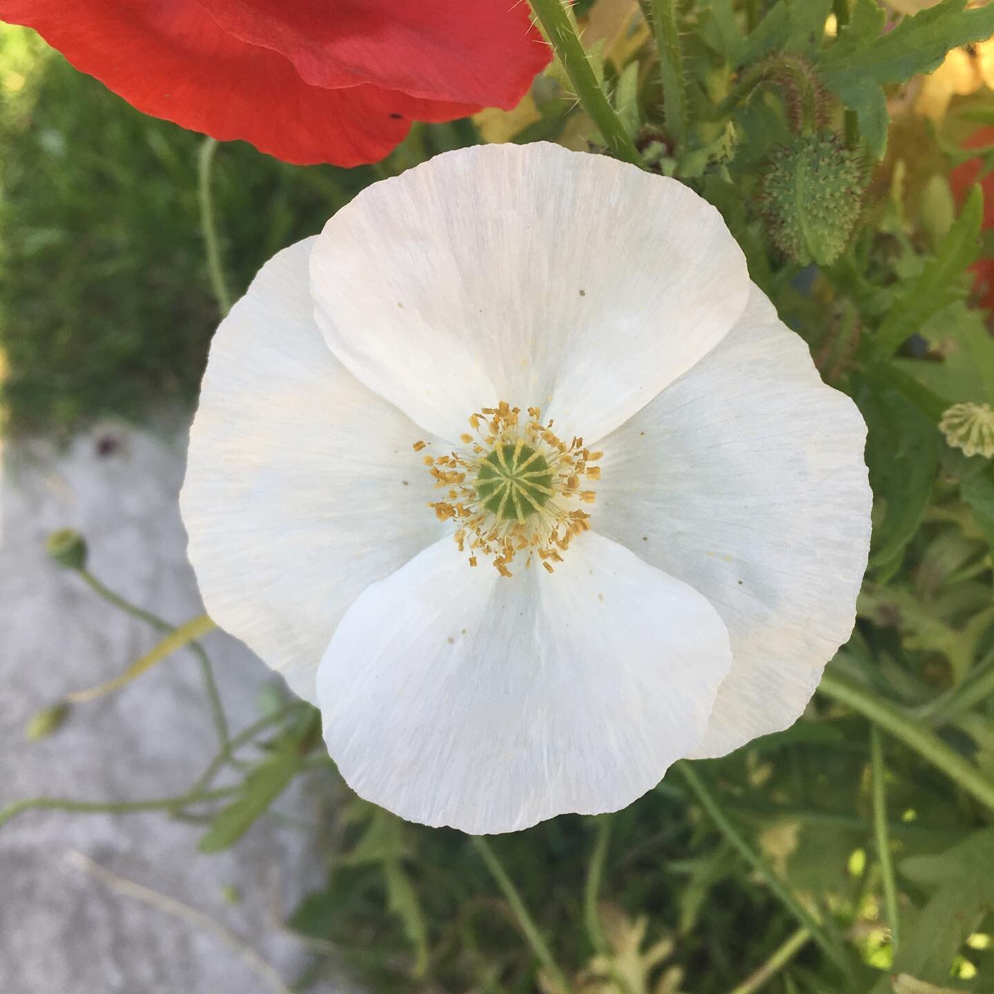 Woke to a white poppy #whitepoppy #alignednature