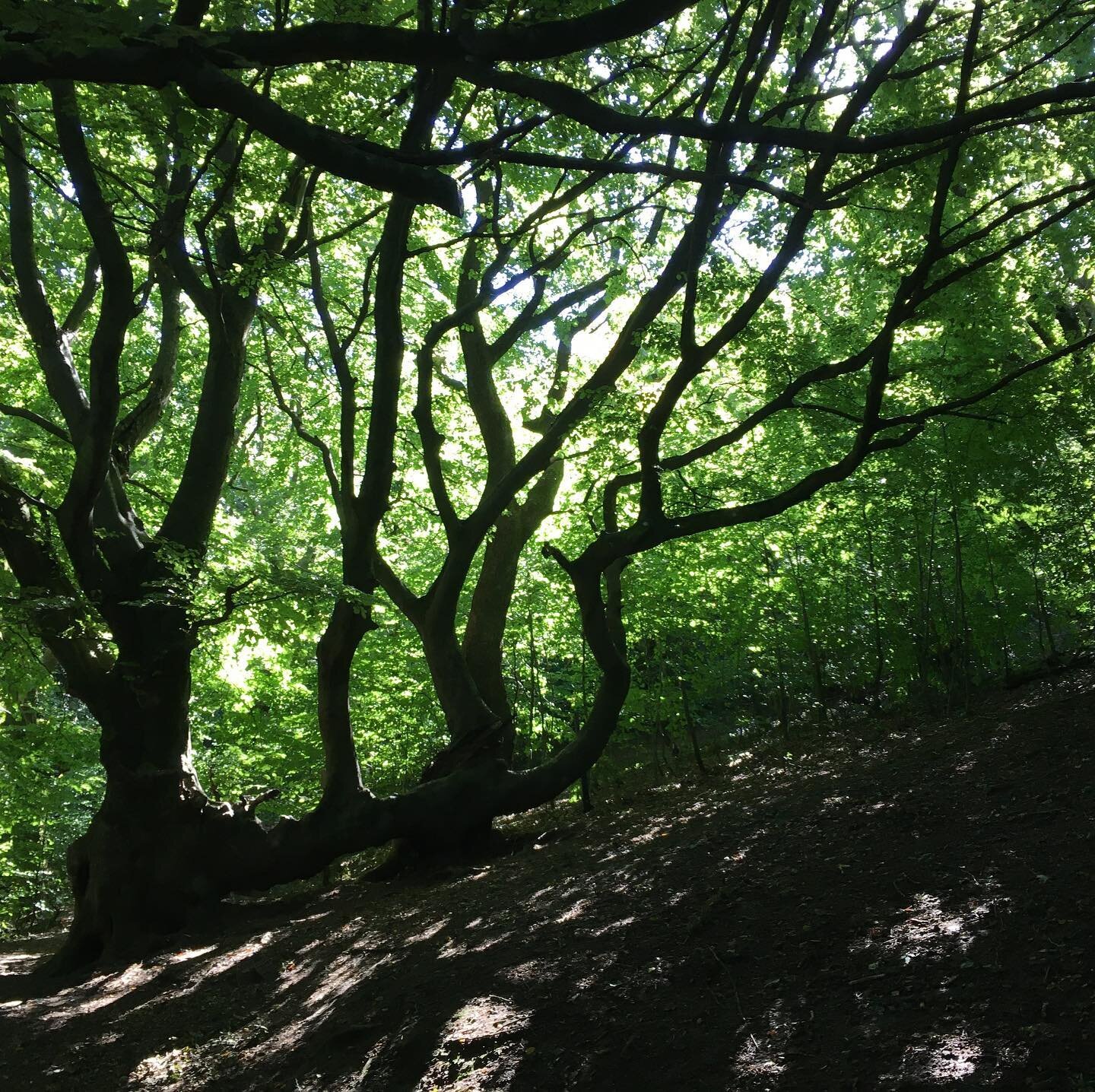 One Tree #tree #alignednature