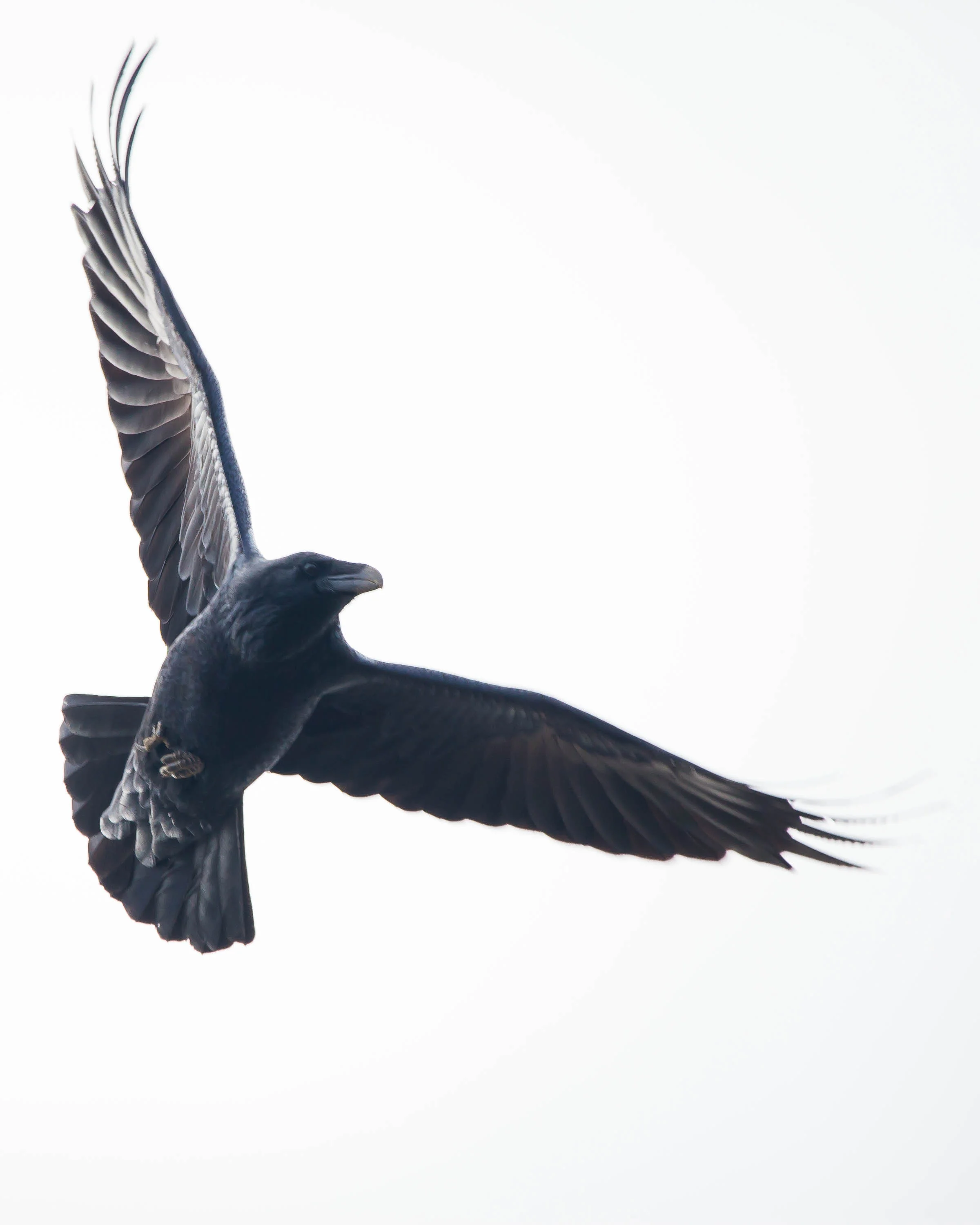 Raven