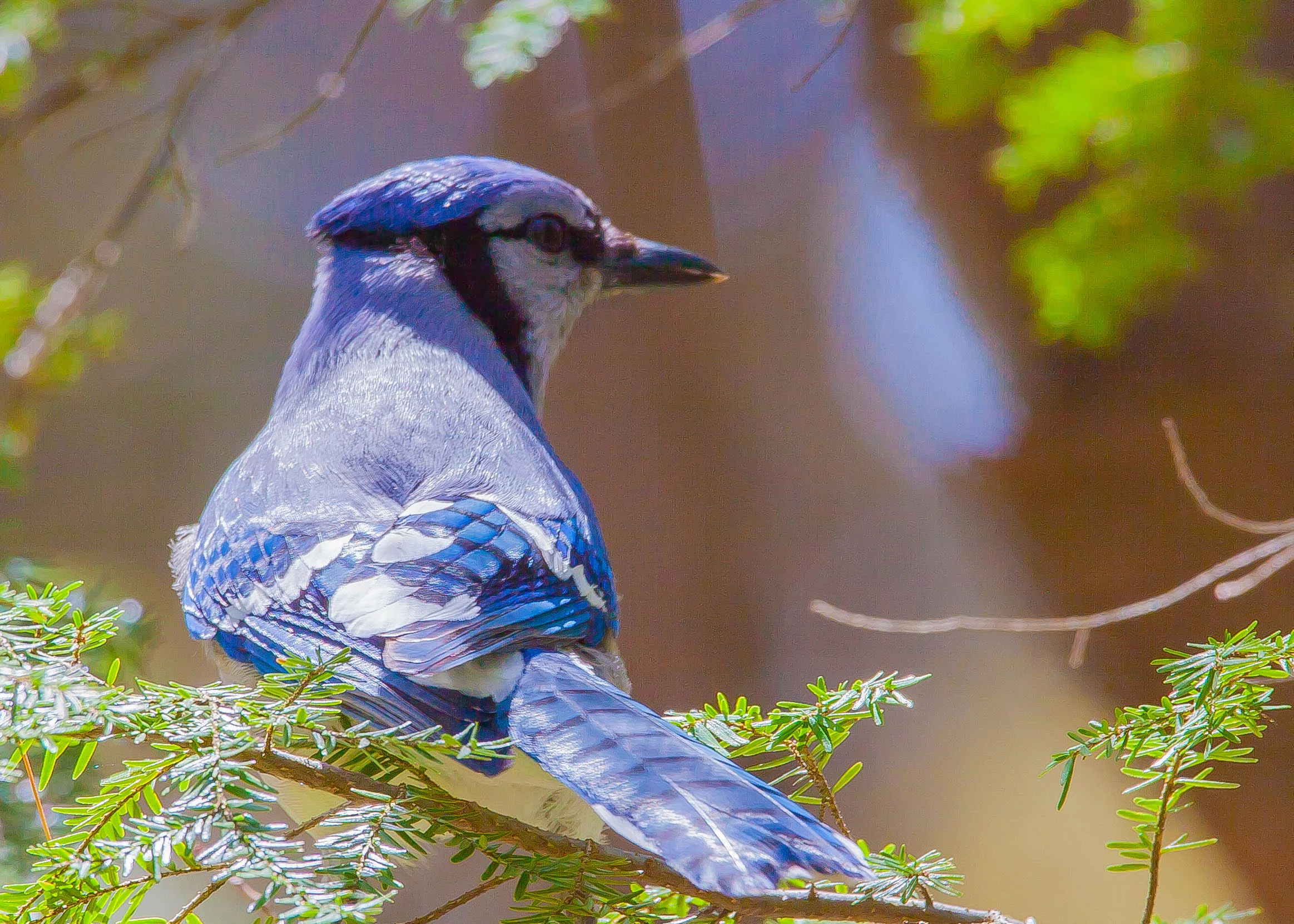 Blue Jay