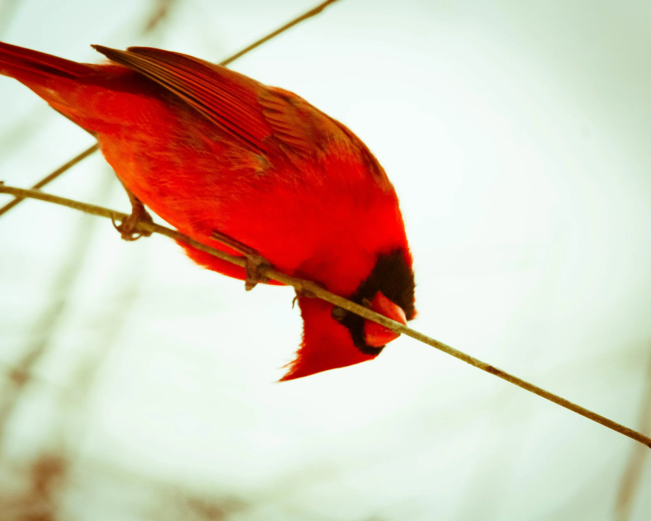 Northern Cardinal