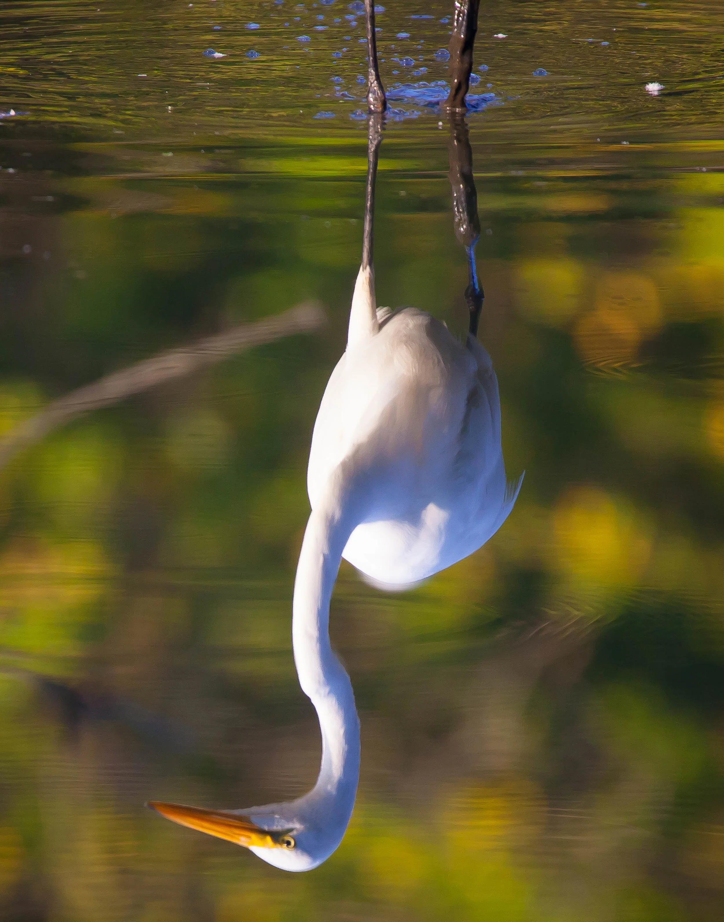 Great Egret