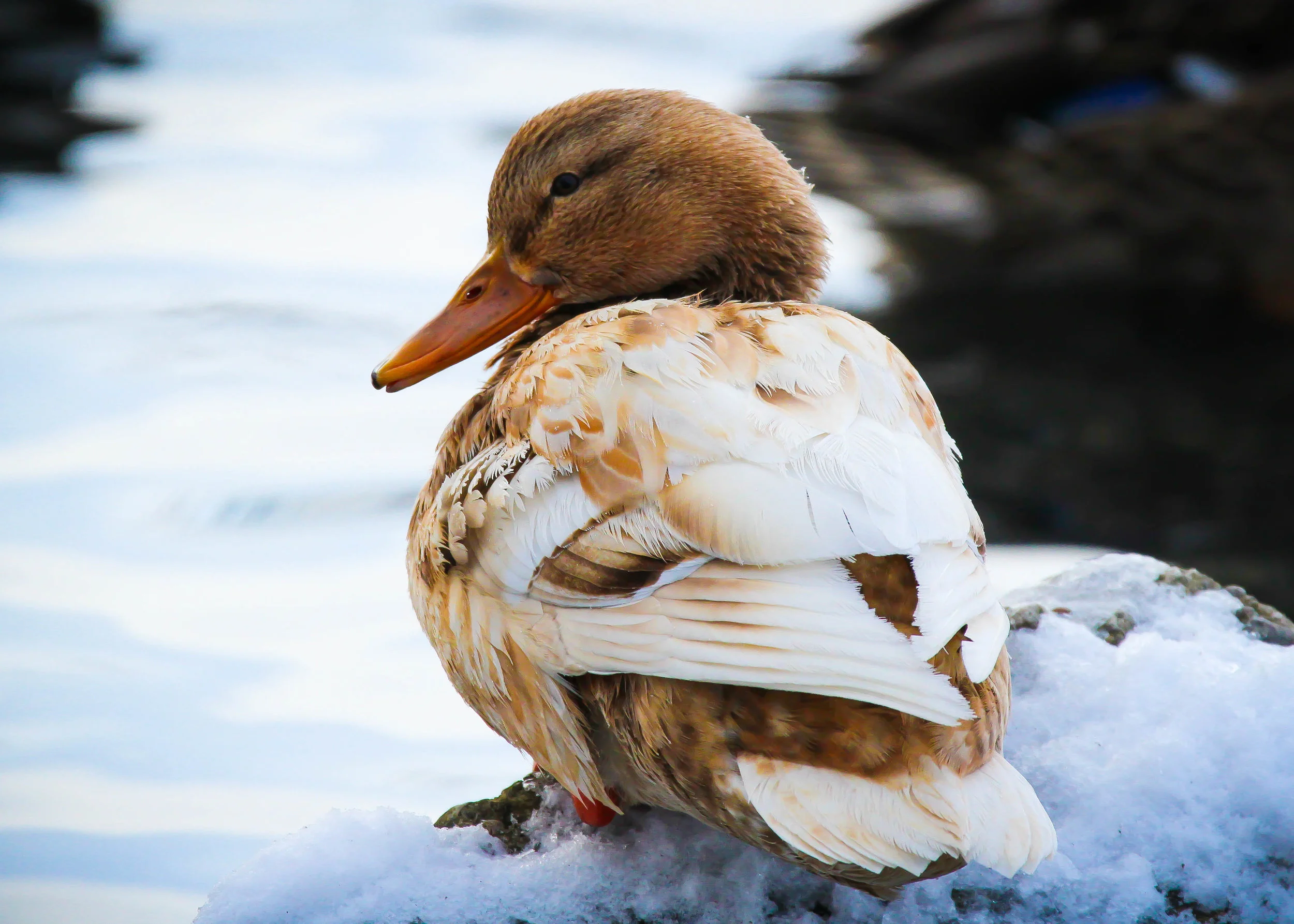 Leucistic Mallard