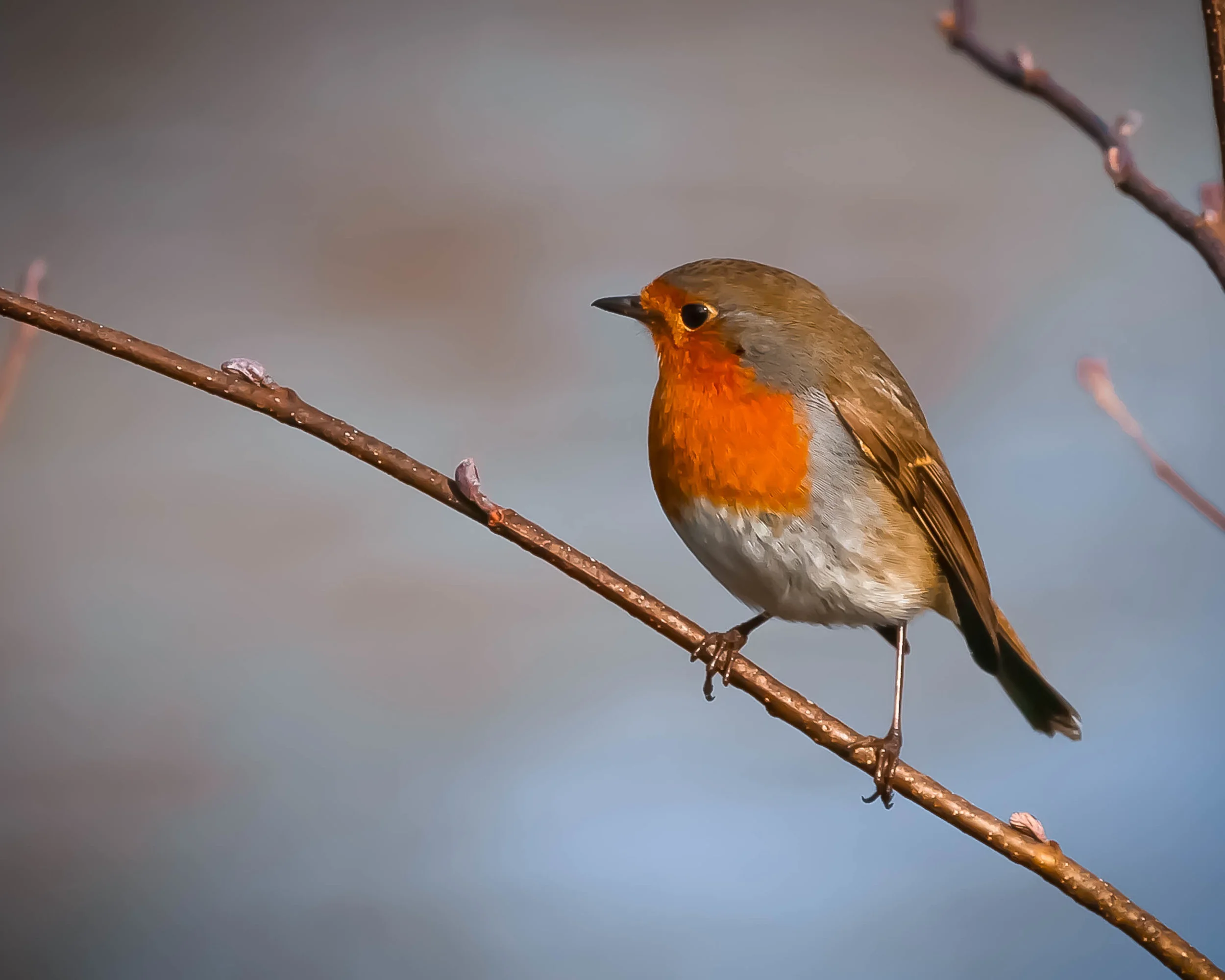 Eurasian Robin