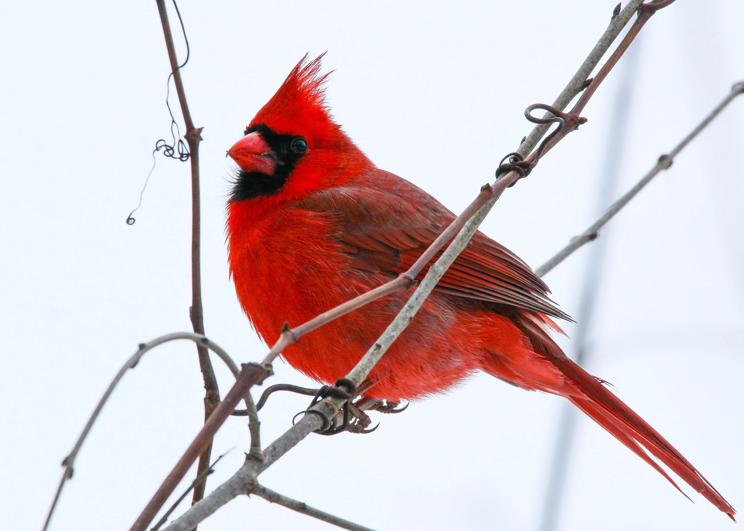 Northern Cardinal
