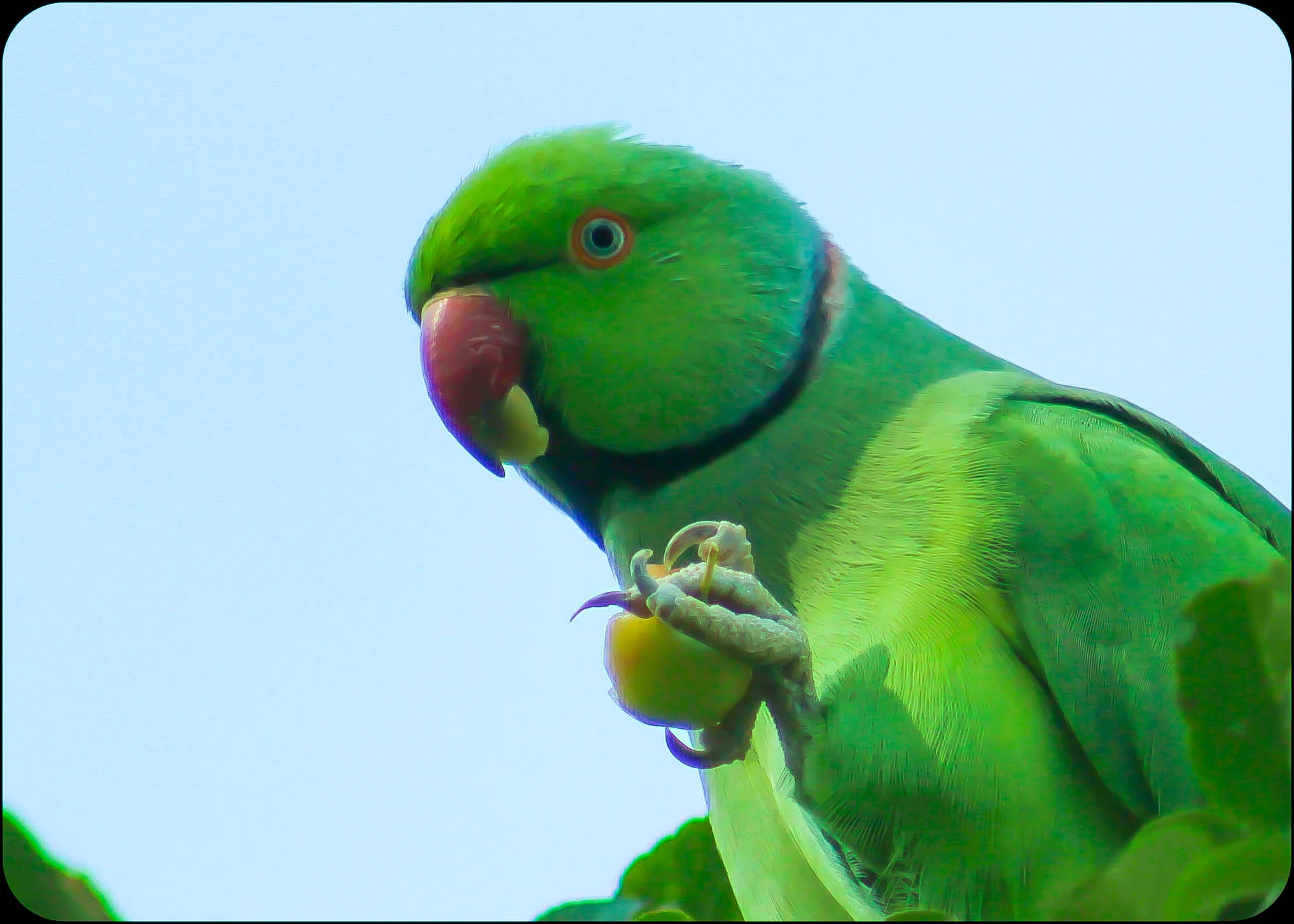 Rose-ringed Parakeet