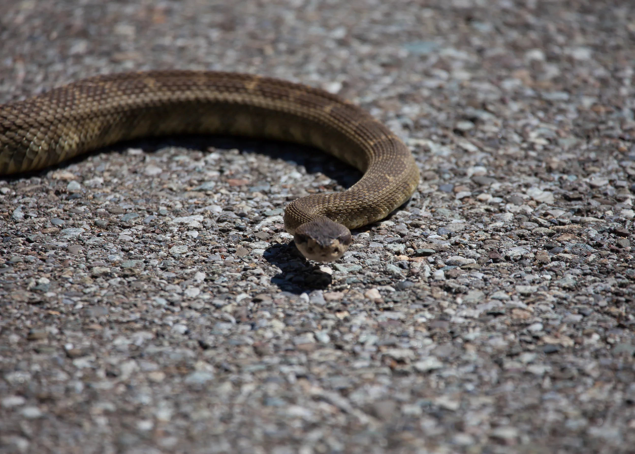 Rattle Snake Print.jpg