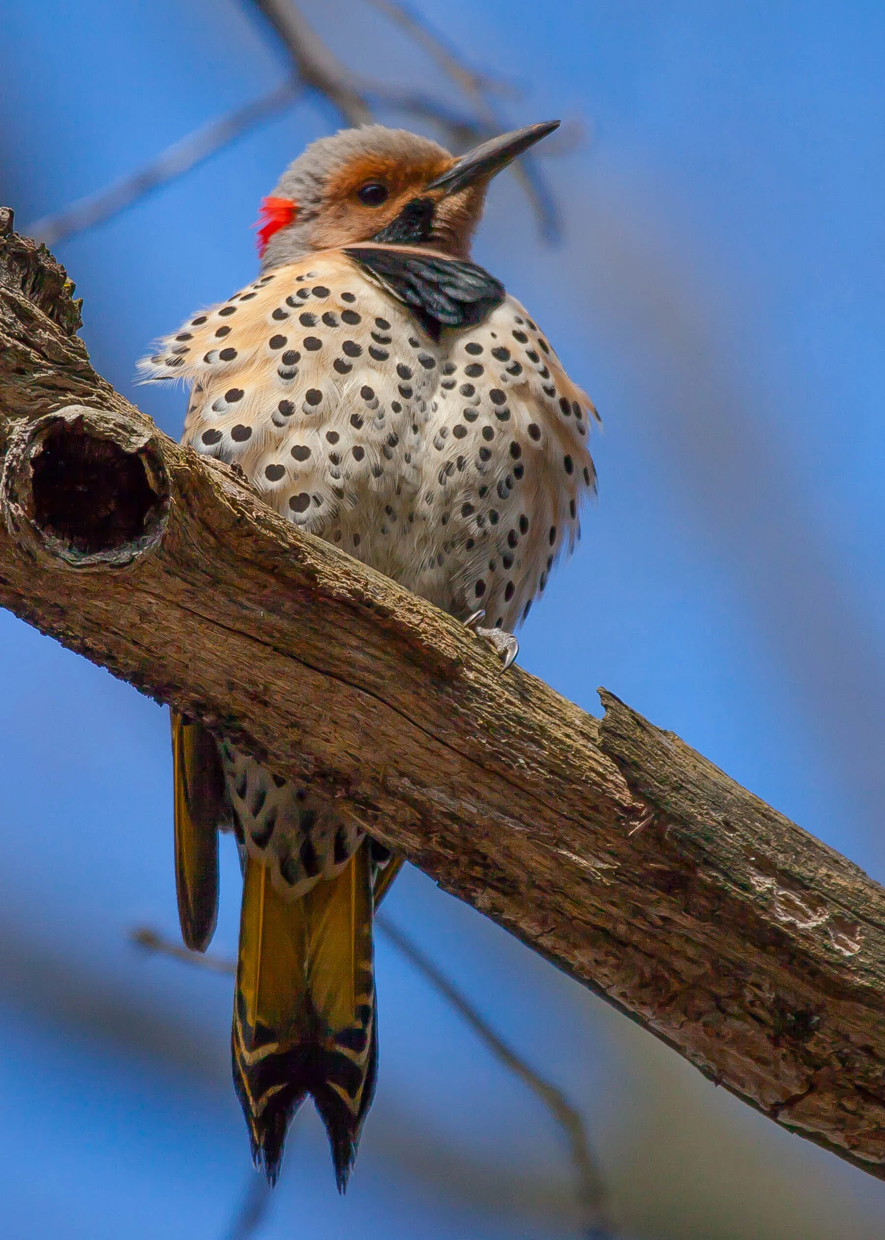 Northern Flicker