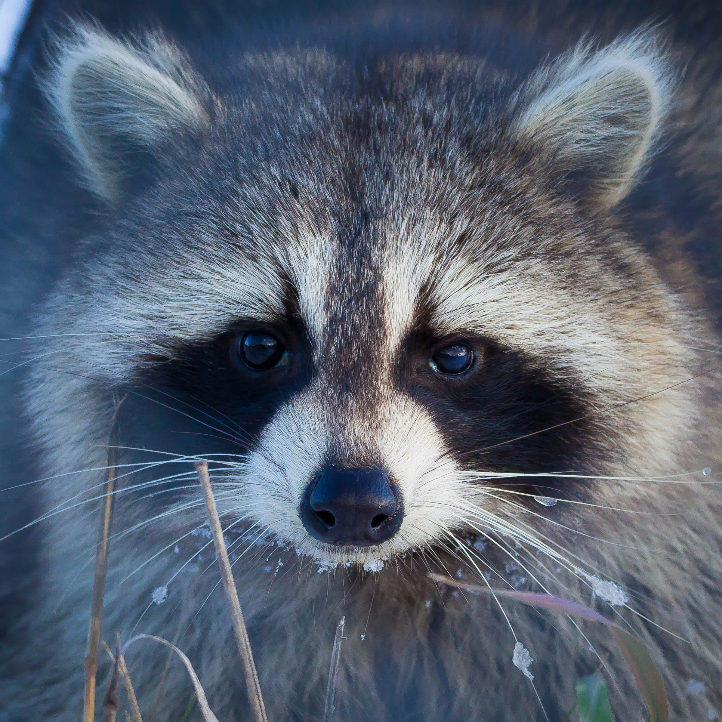 Raccoon