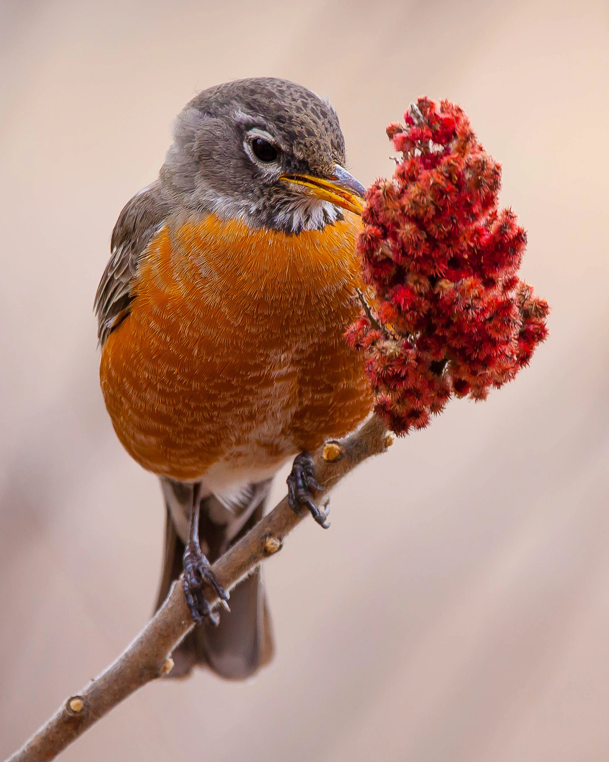 American Robin