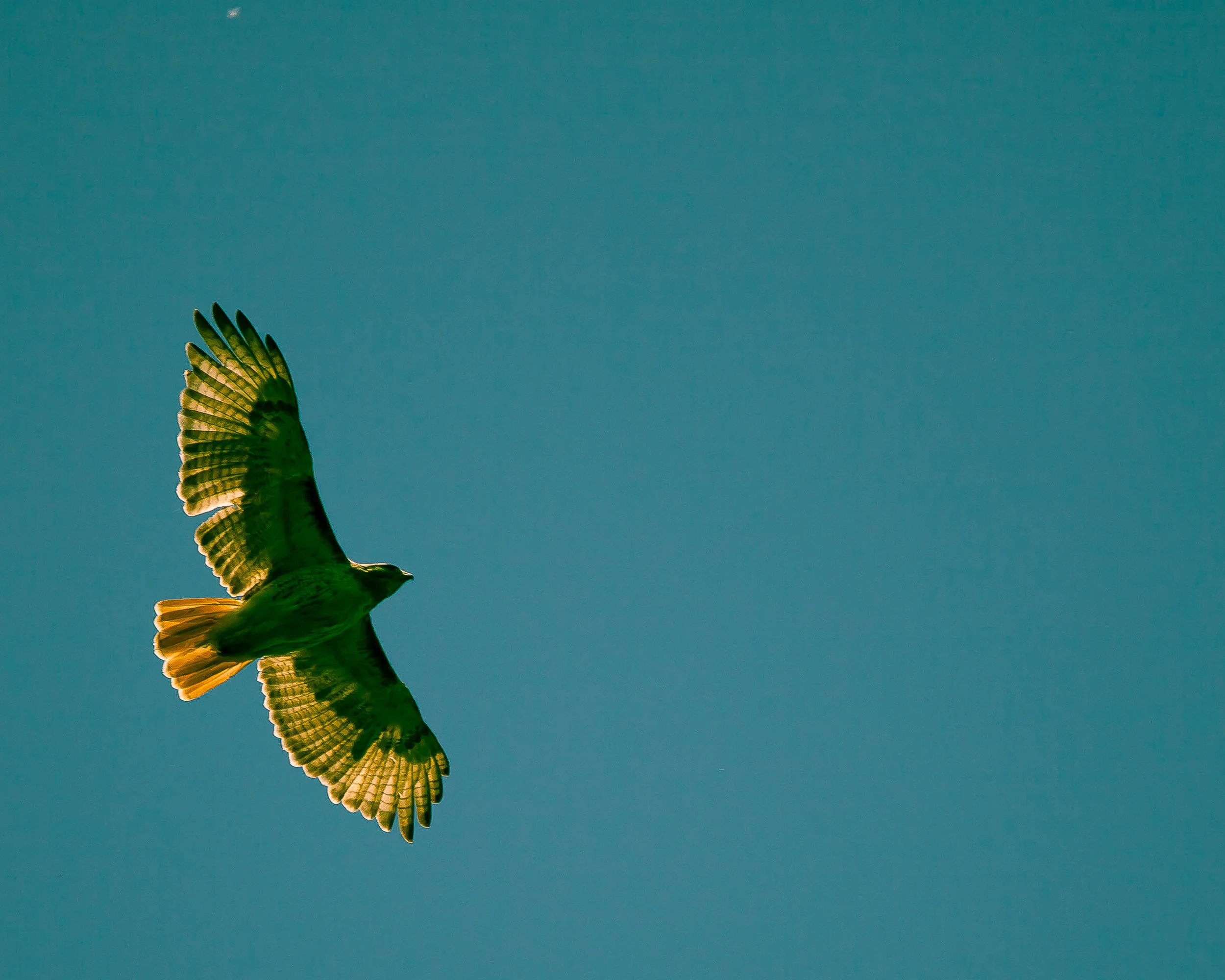 Red-tailed Hawk