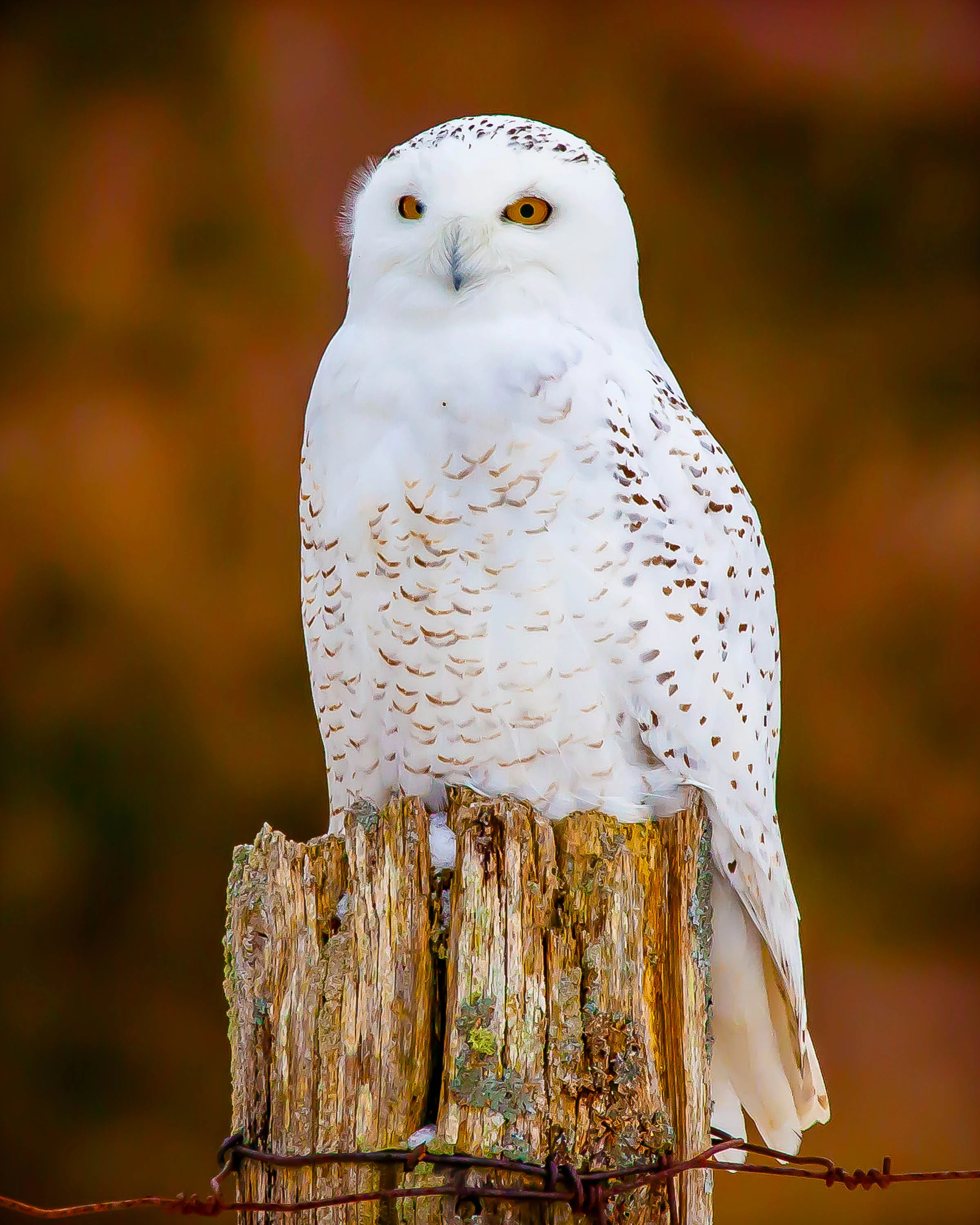 Snowy Owl Bathouse