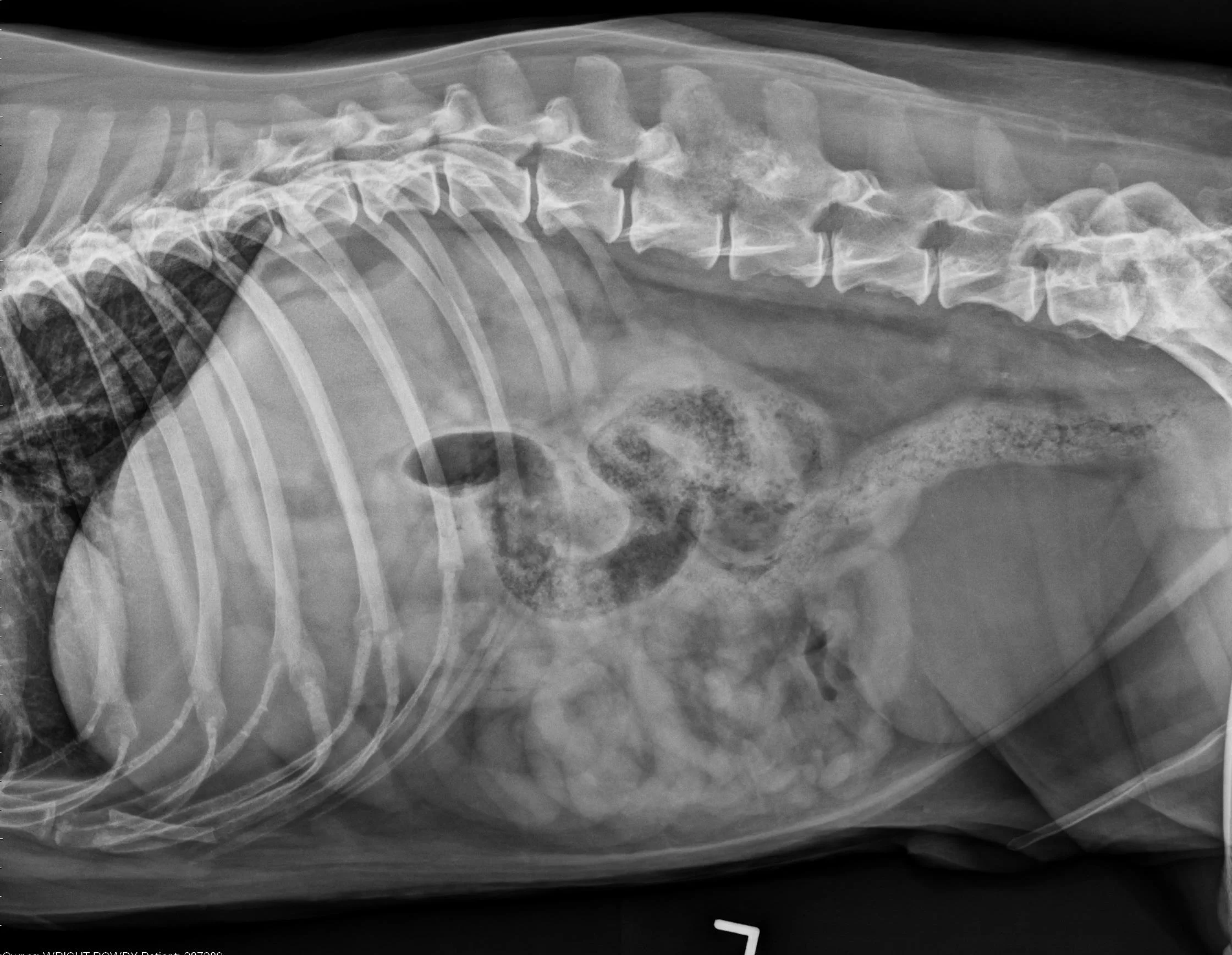 Case Of The Week 6 4 18 Veterinary Radiology MIRC