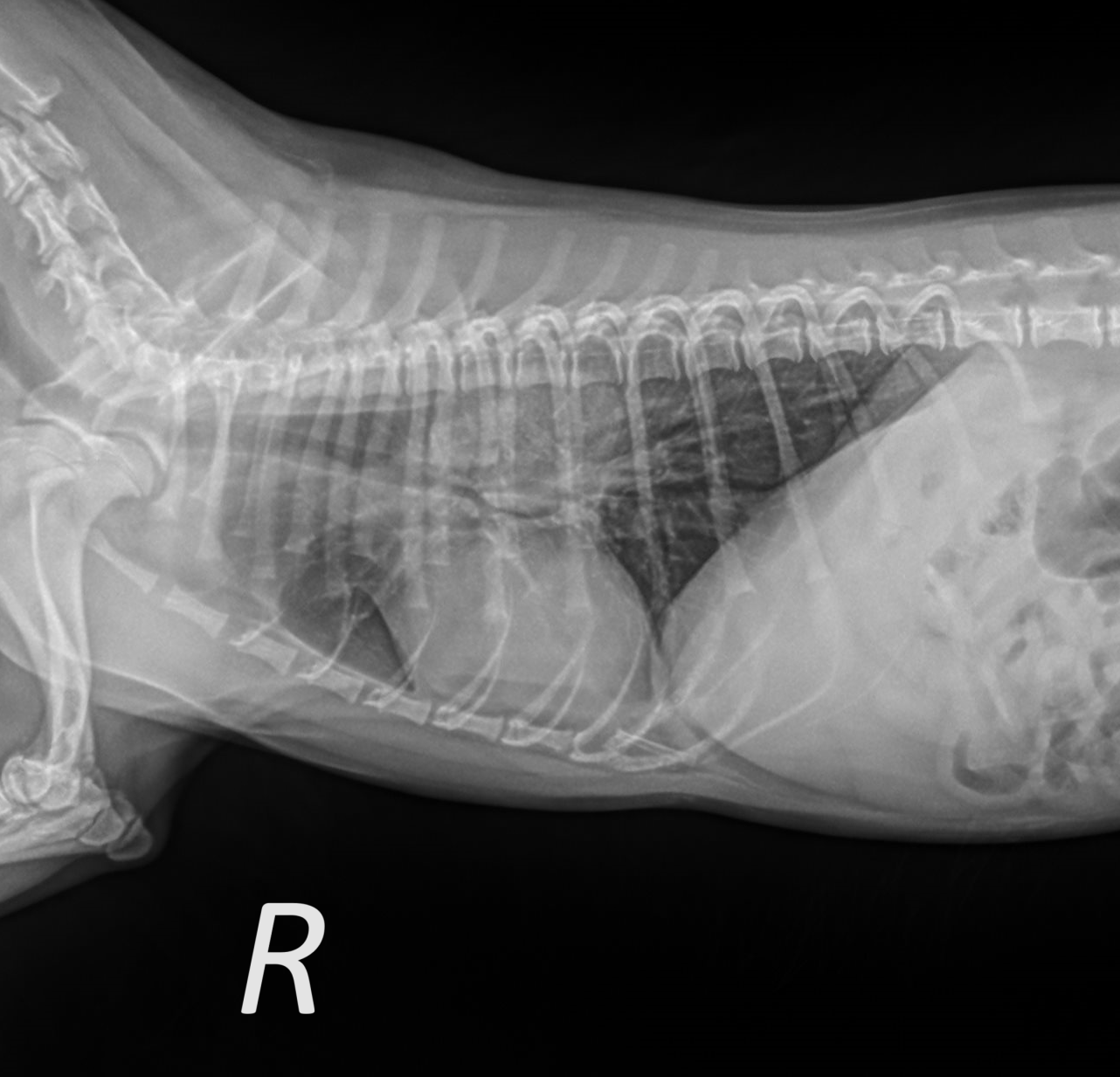 Case of the week 8.12.24