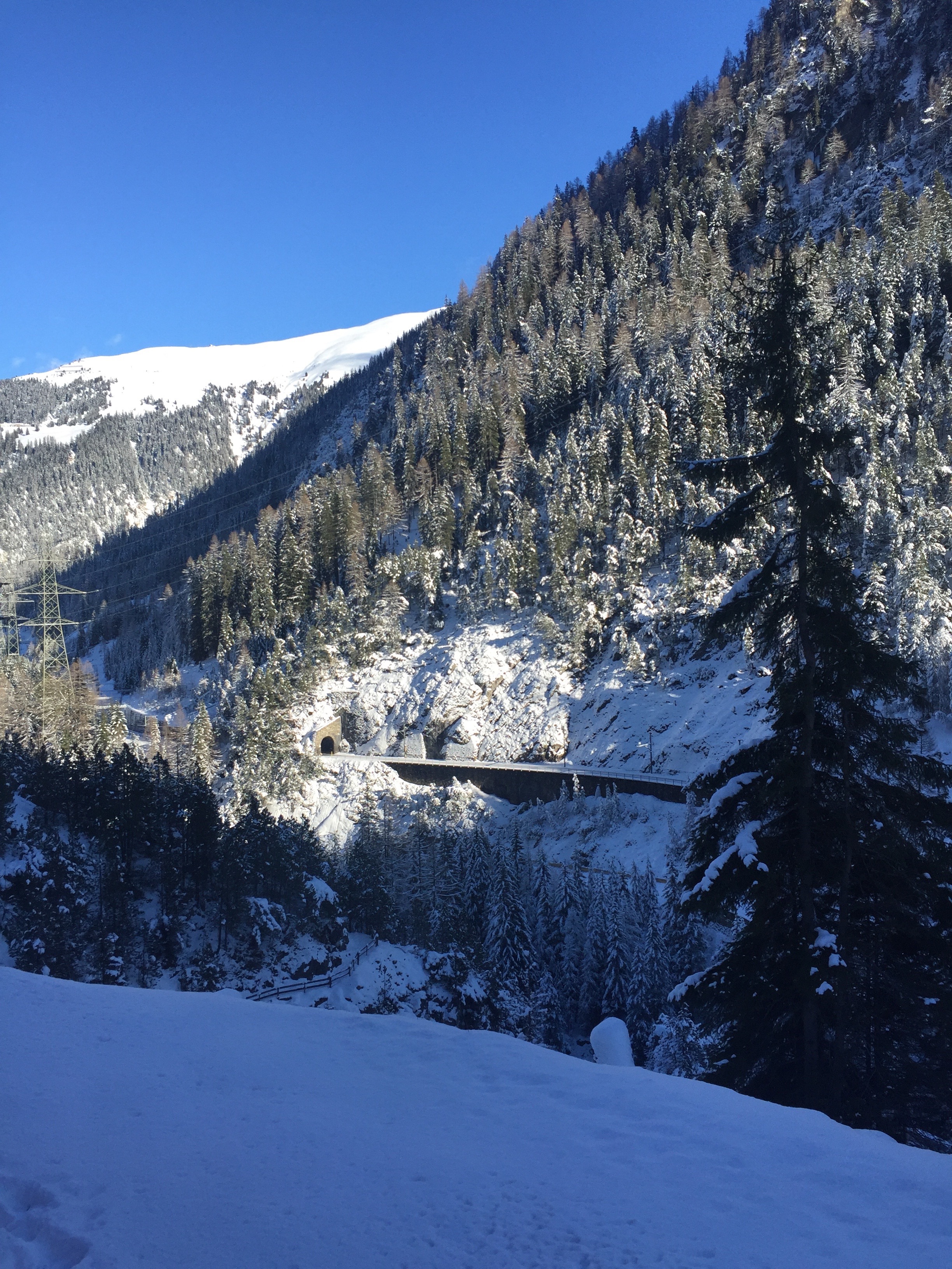 albula_01.jpg