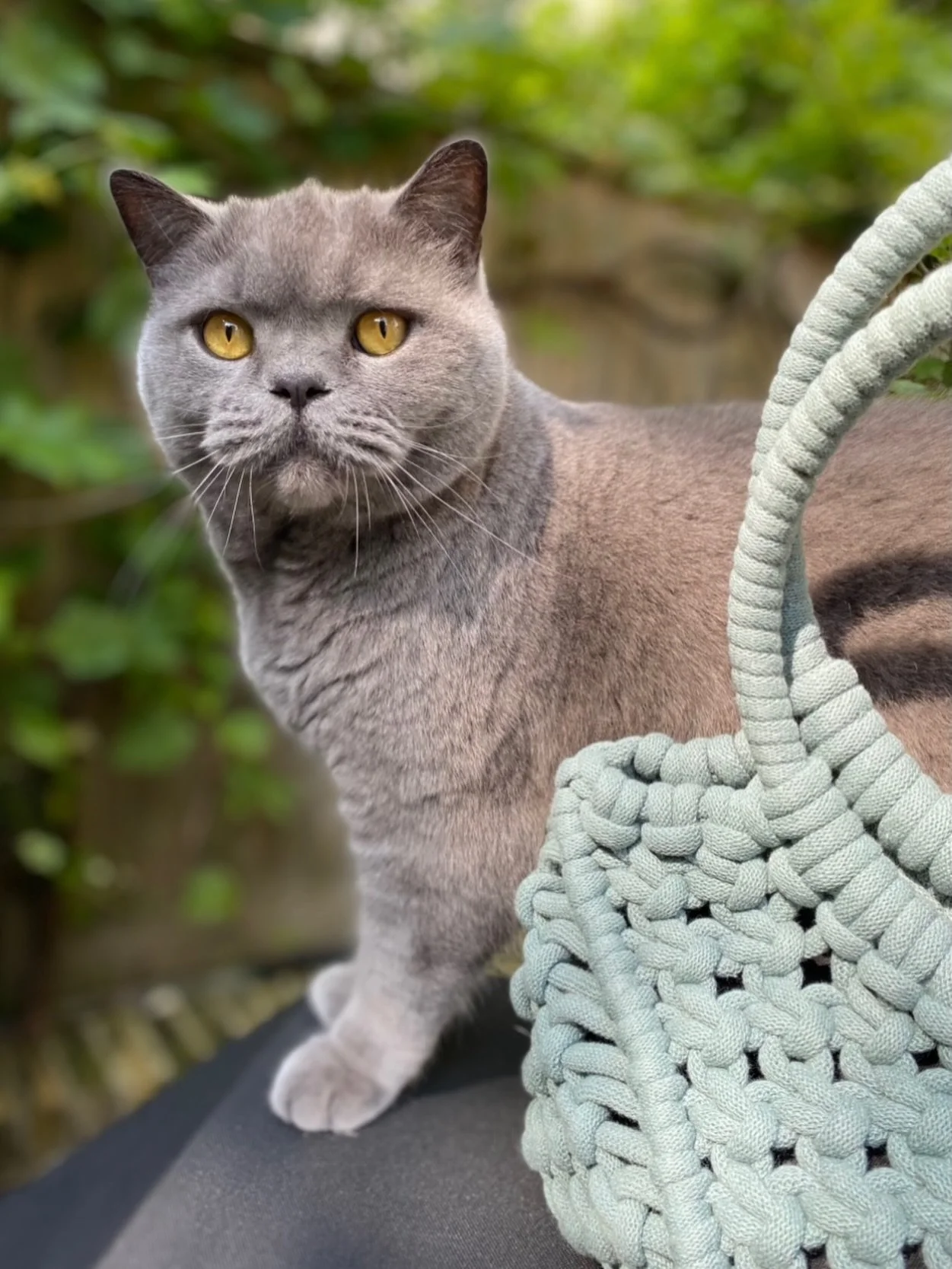 Meet Morris 🐈&zwj;⬛ ( a short haired British Blue ), posing with his Mum's ( Conchita ) 'CHITA' Macram&eacute; bag who I named it after!

The bag in Laurel, is made from recycled cotton braid, covered recycled  plastic handles &amp; has an organic c