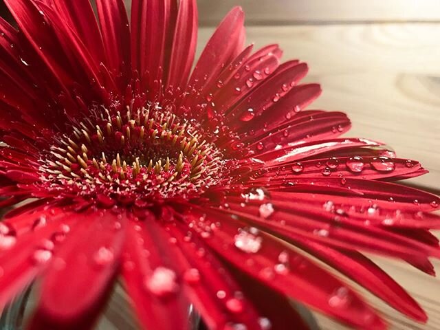 Brought in from the rain. 
#flower #rain