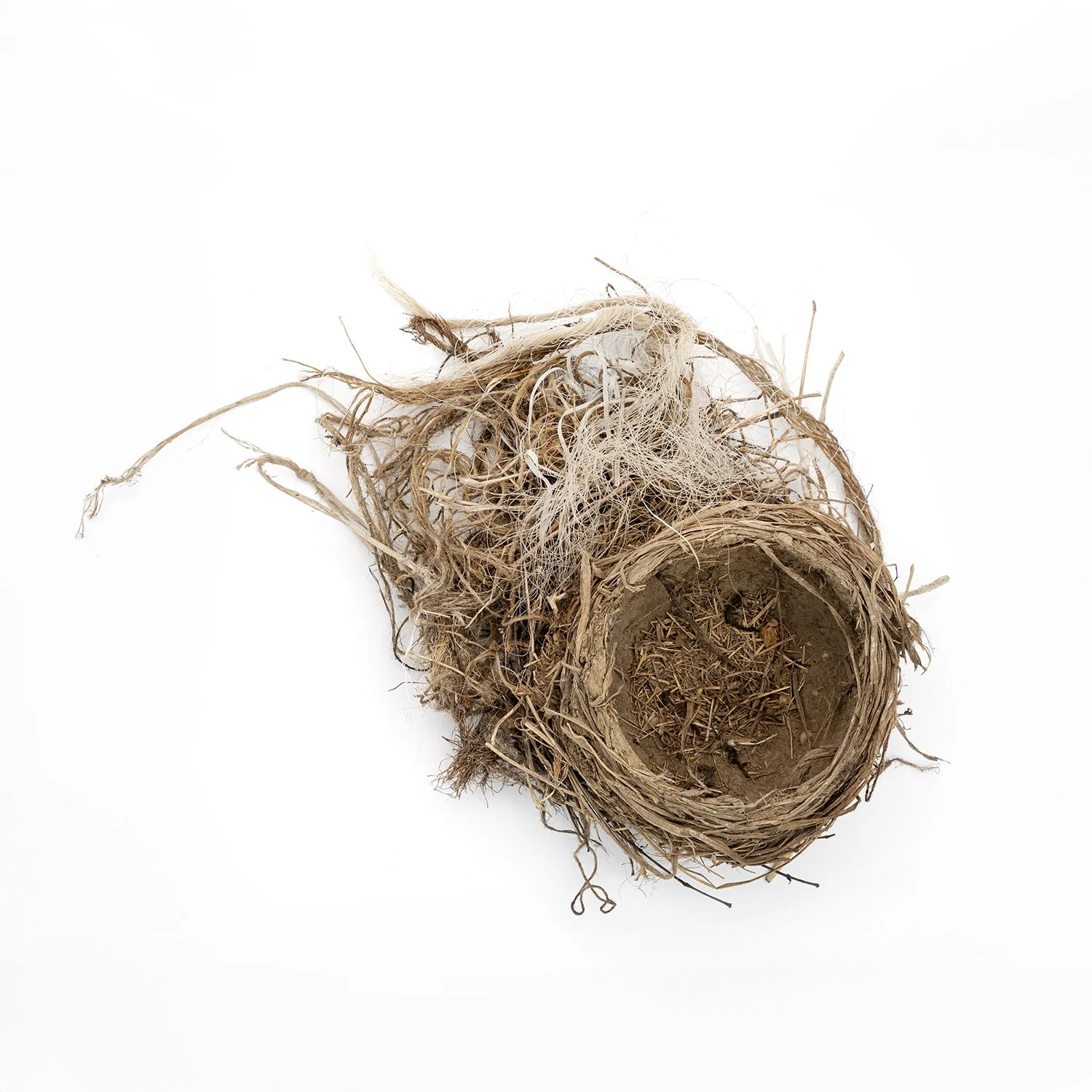 Nest-0659 Duck Creek.jpg