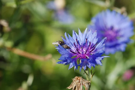cornflower-m.jpg