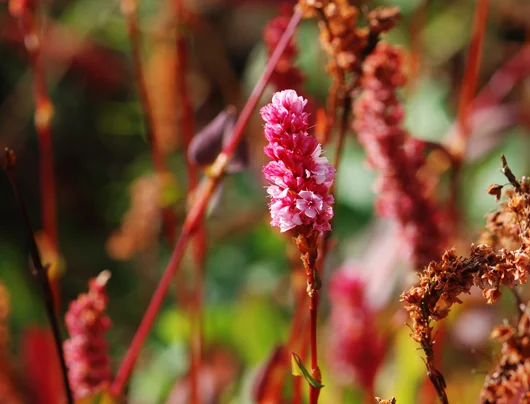 flower-m.jpg