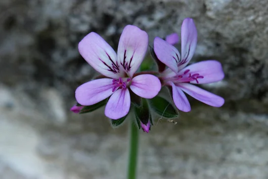 geranium-m.jpg