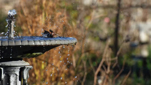 fountain-m.jpg
