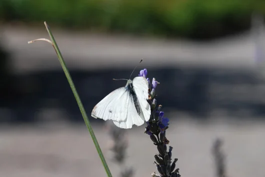 lavendar-m.jpg