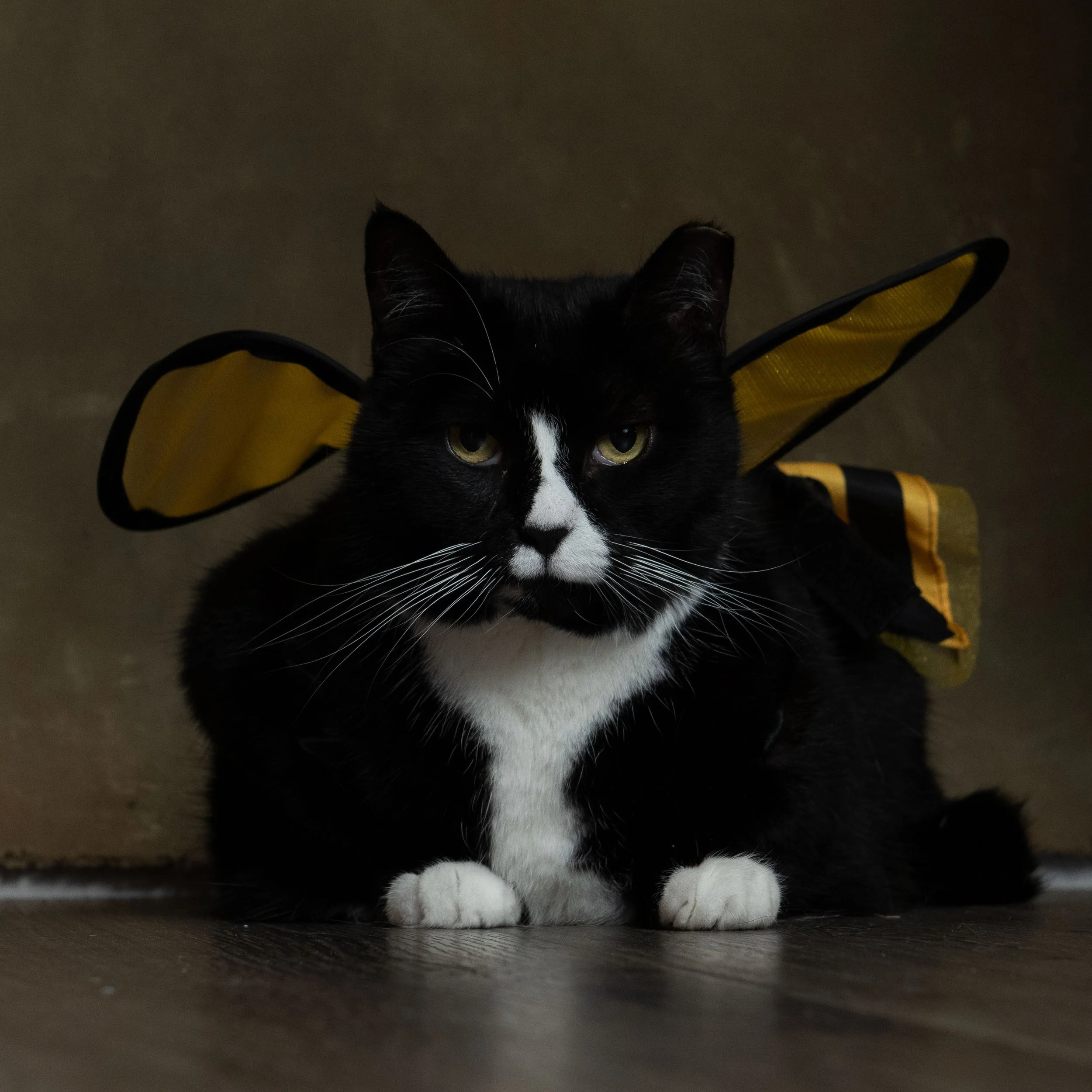 Courtney-Criddle-Photography-Halloween-Cats-35.jpg