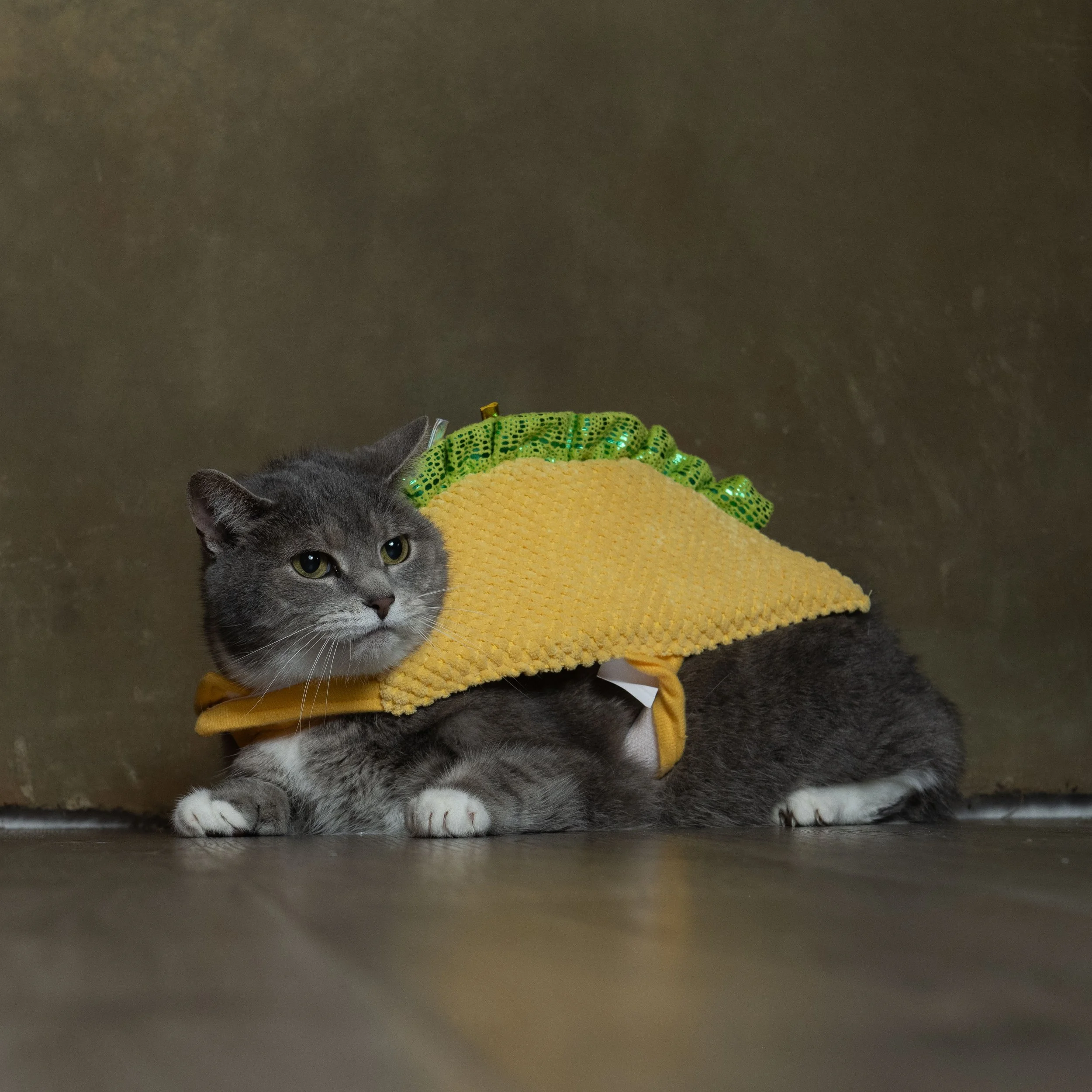 Courtney-Criddle-Photography-Halloween-Cats-38.jpg