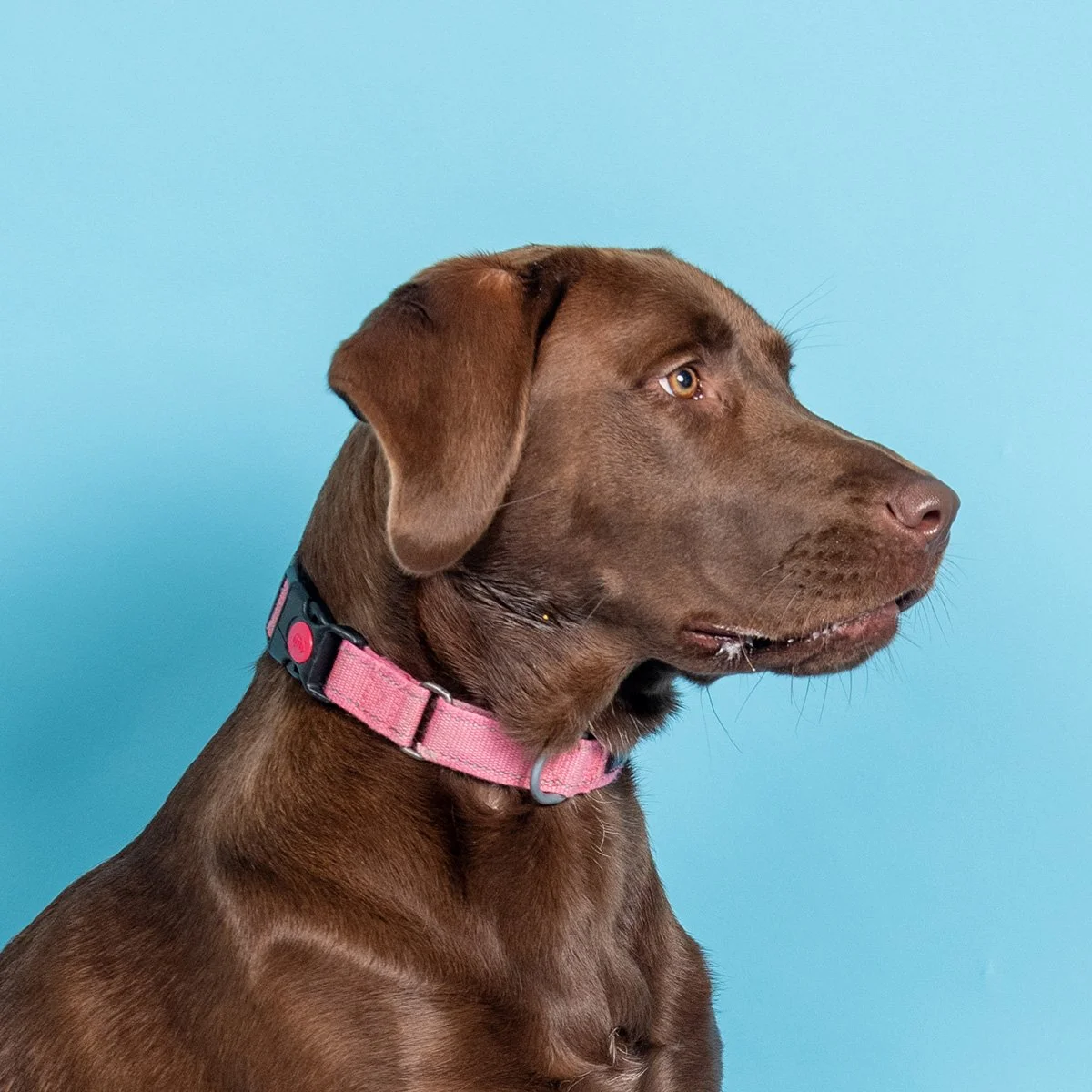 Paws & Portraits